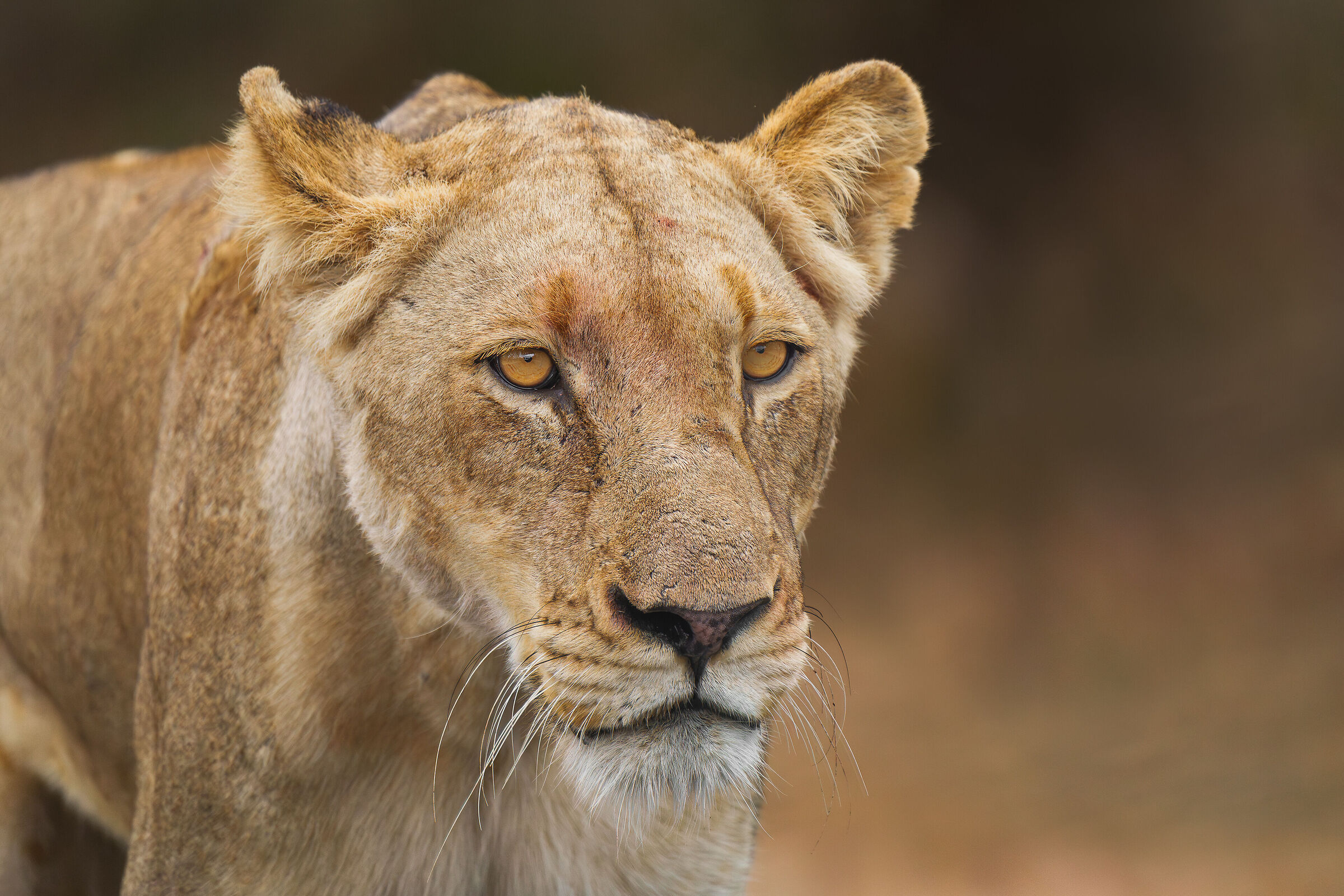 lioness