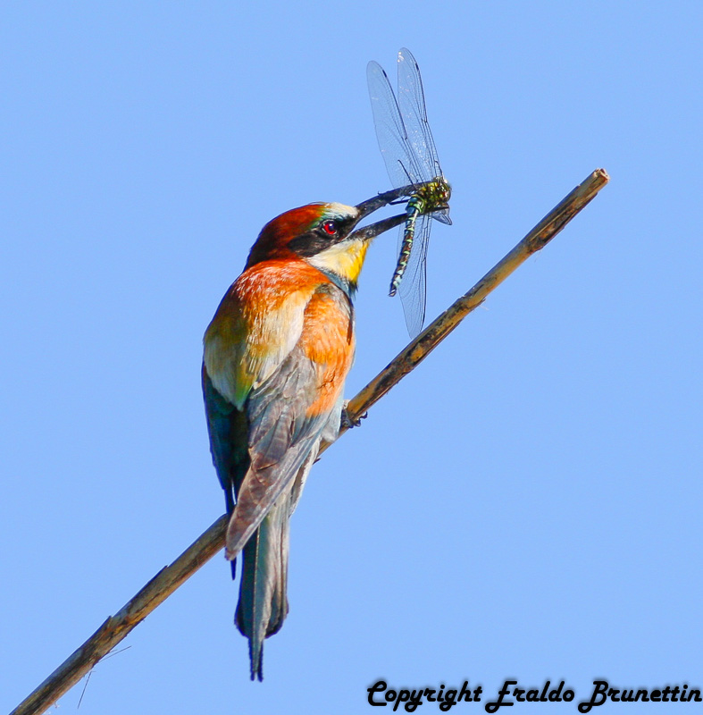 Bee-eater