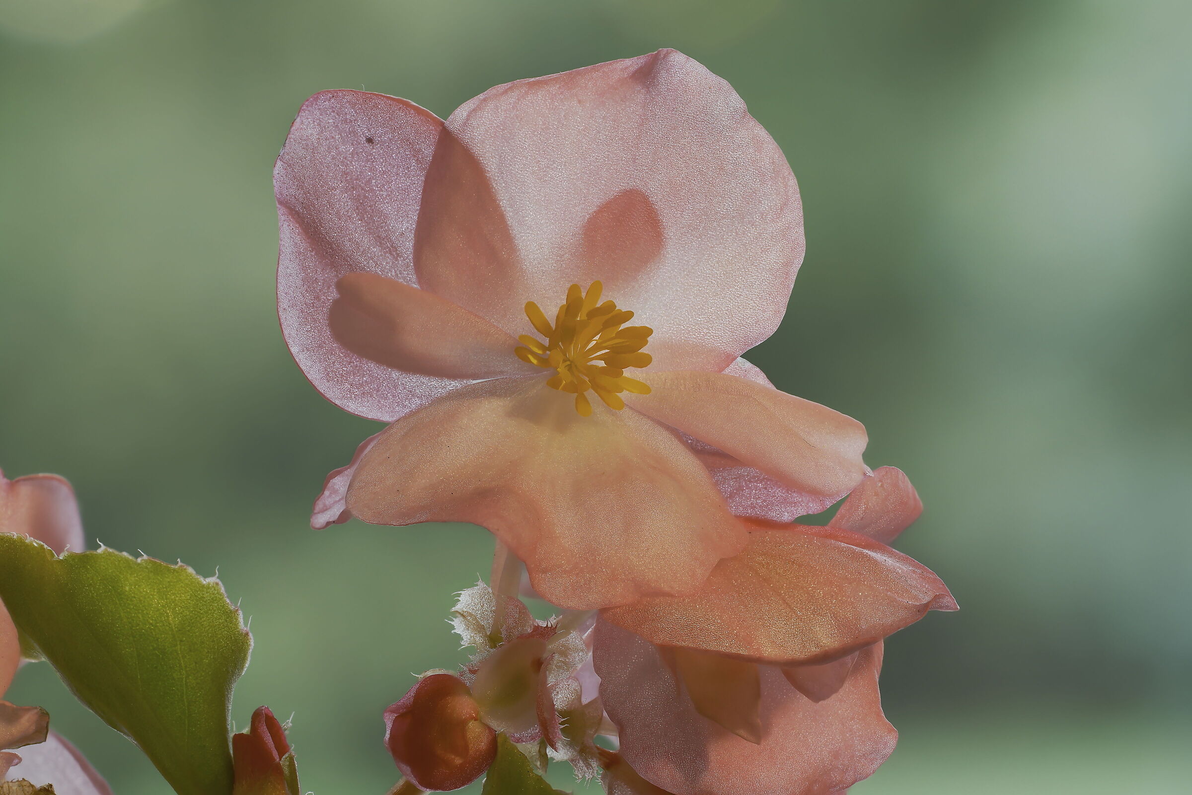 Begonia cucullata