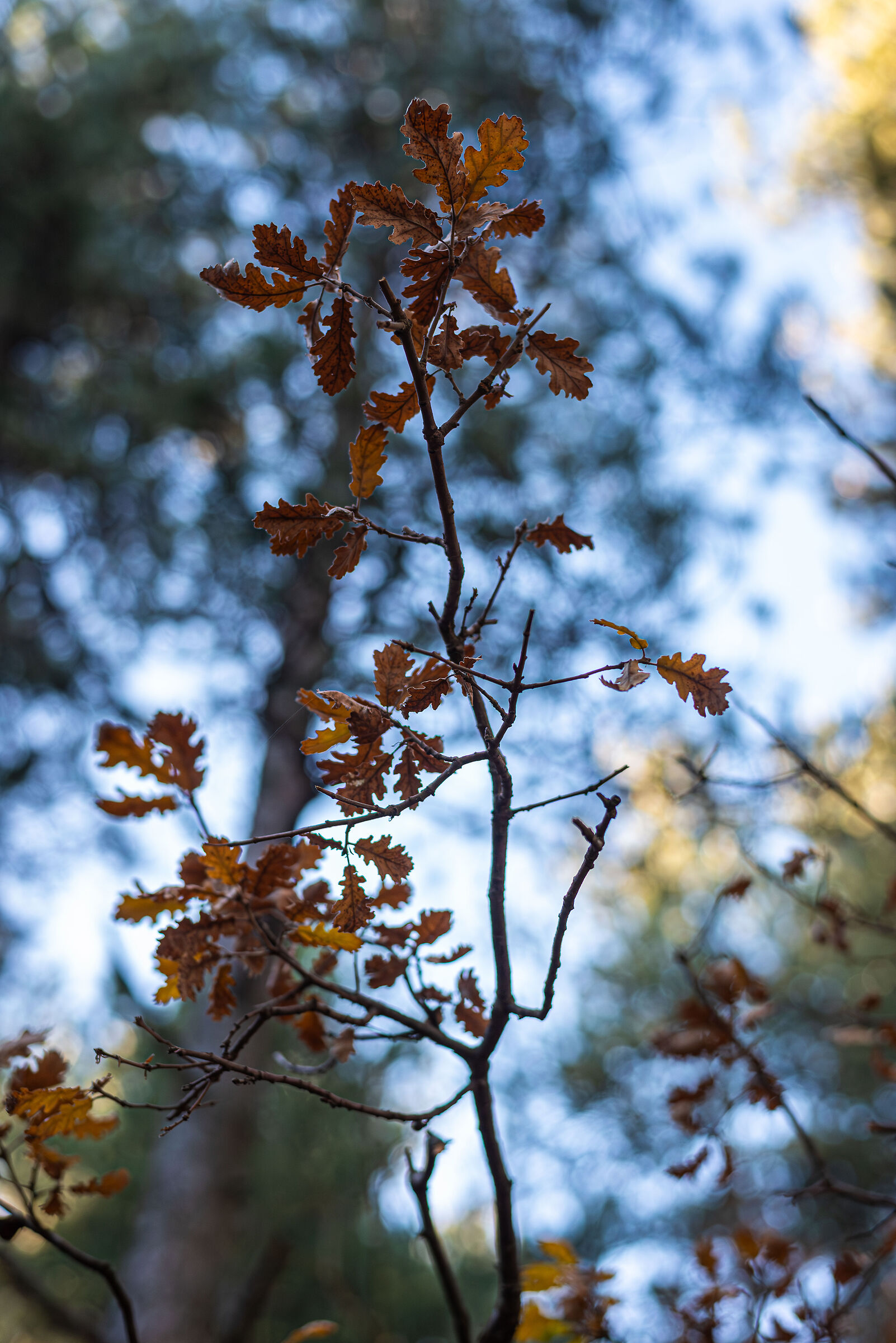 Foliage