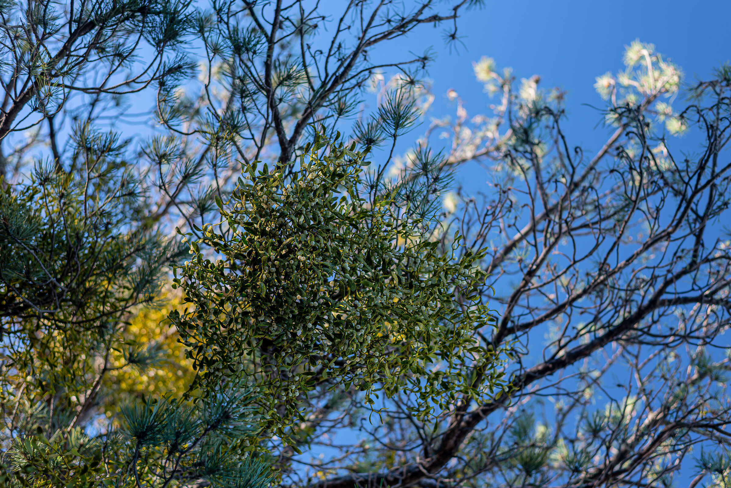 Mistletoe