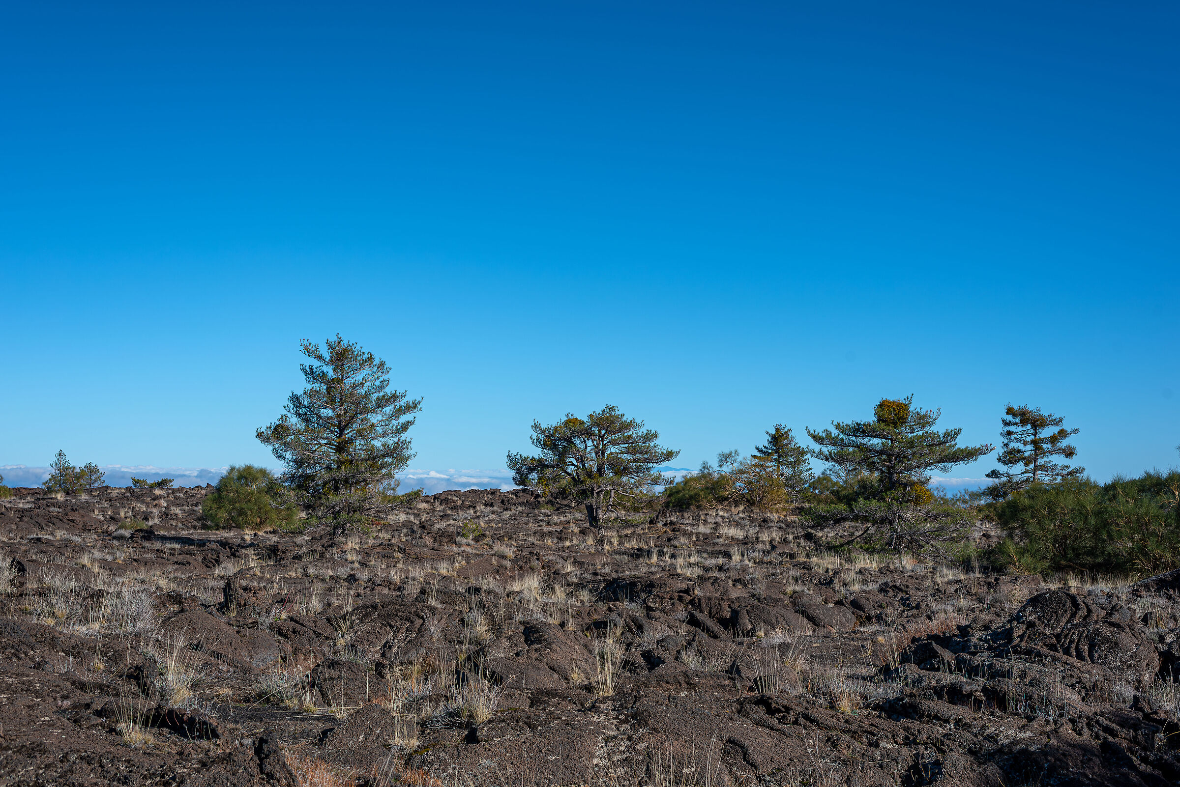 Lava pines and mistletoe
