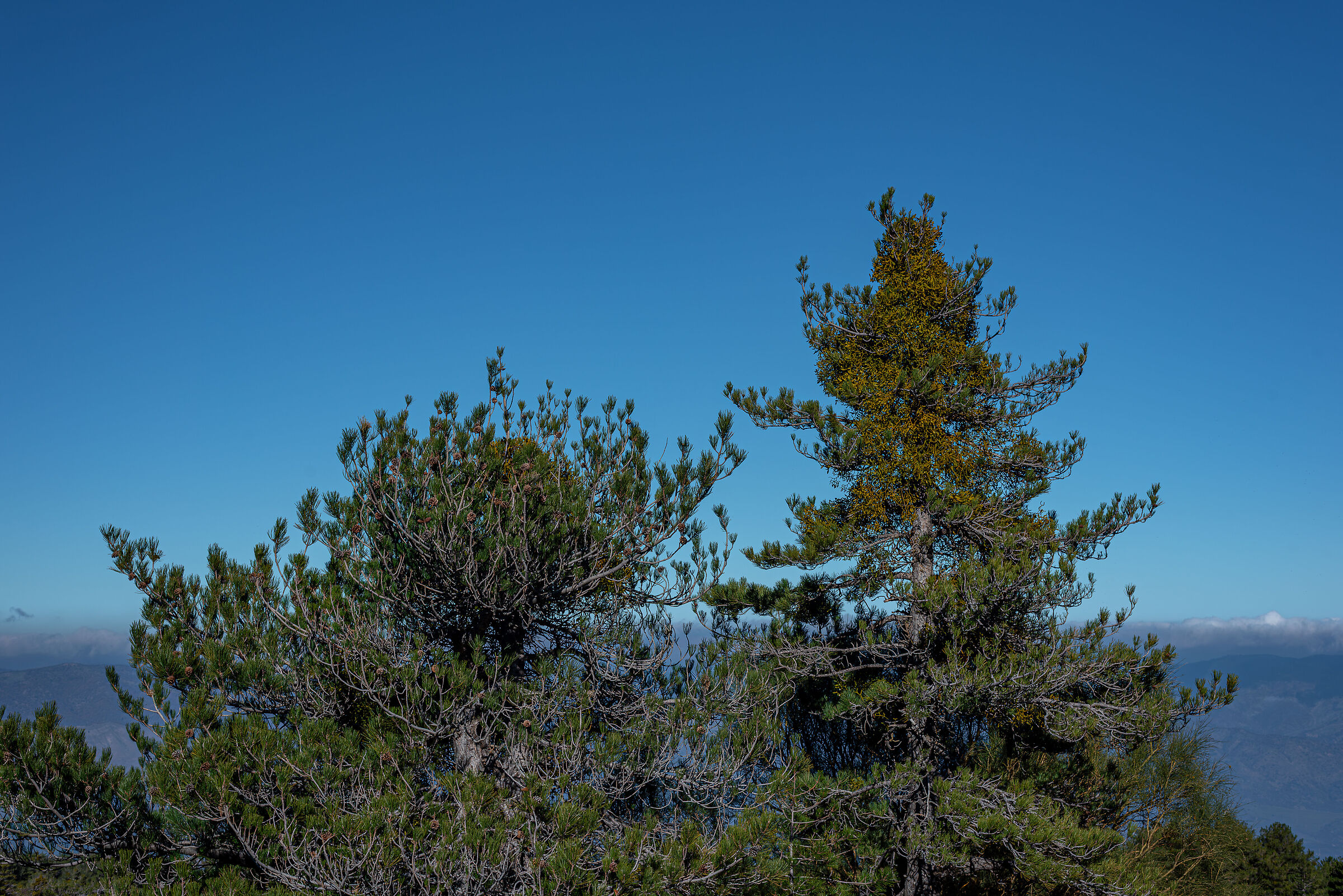 Pines and mistletoe