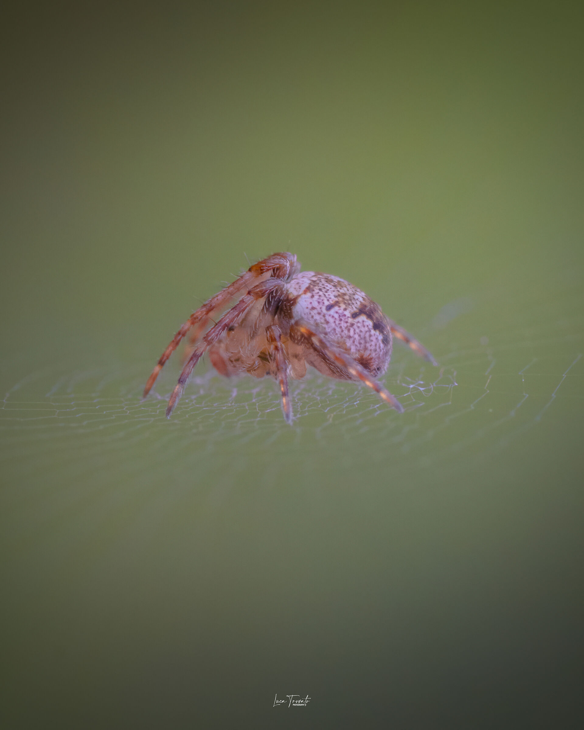 Spider in the wild (Cyclosa)