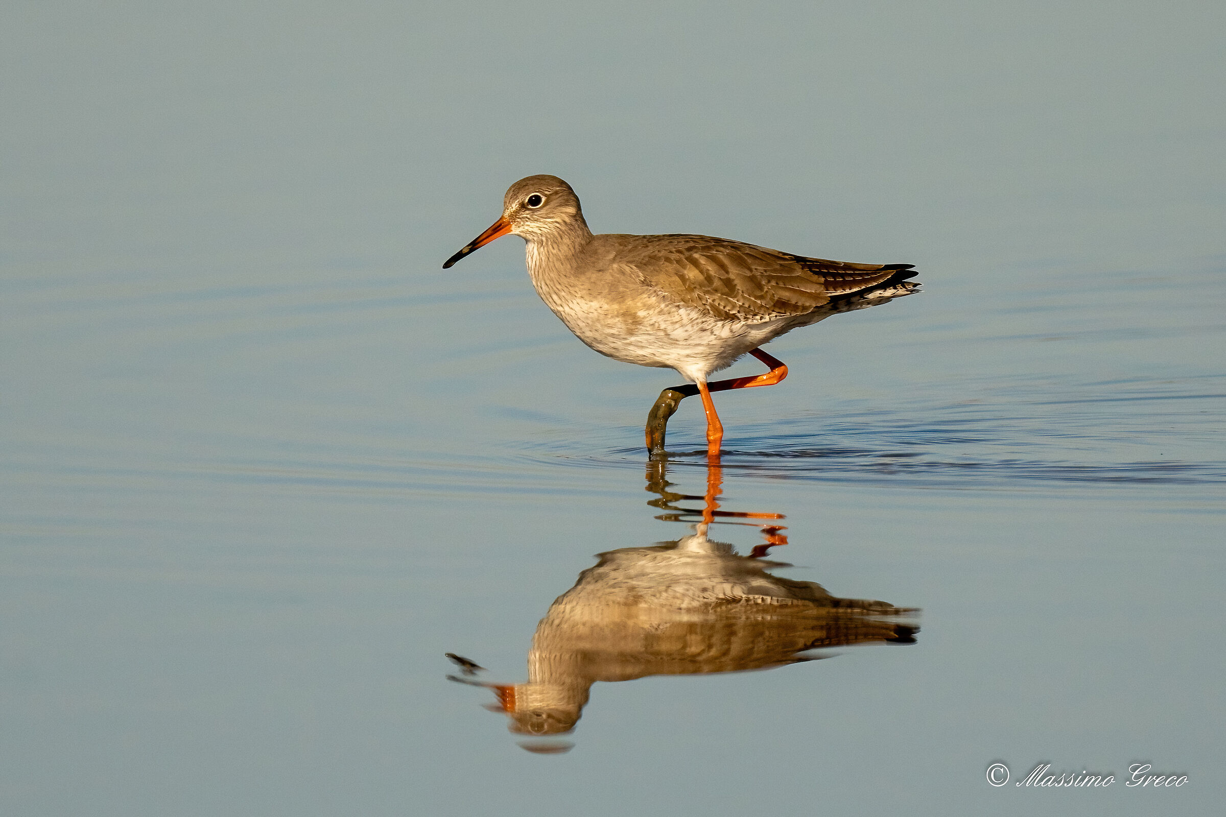 Redshank (Tringa totanus)