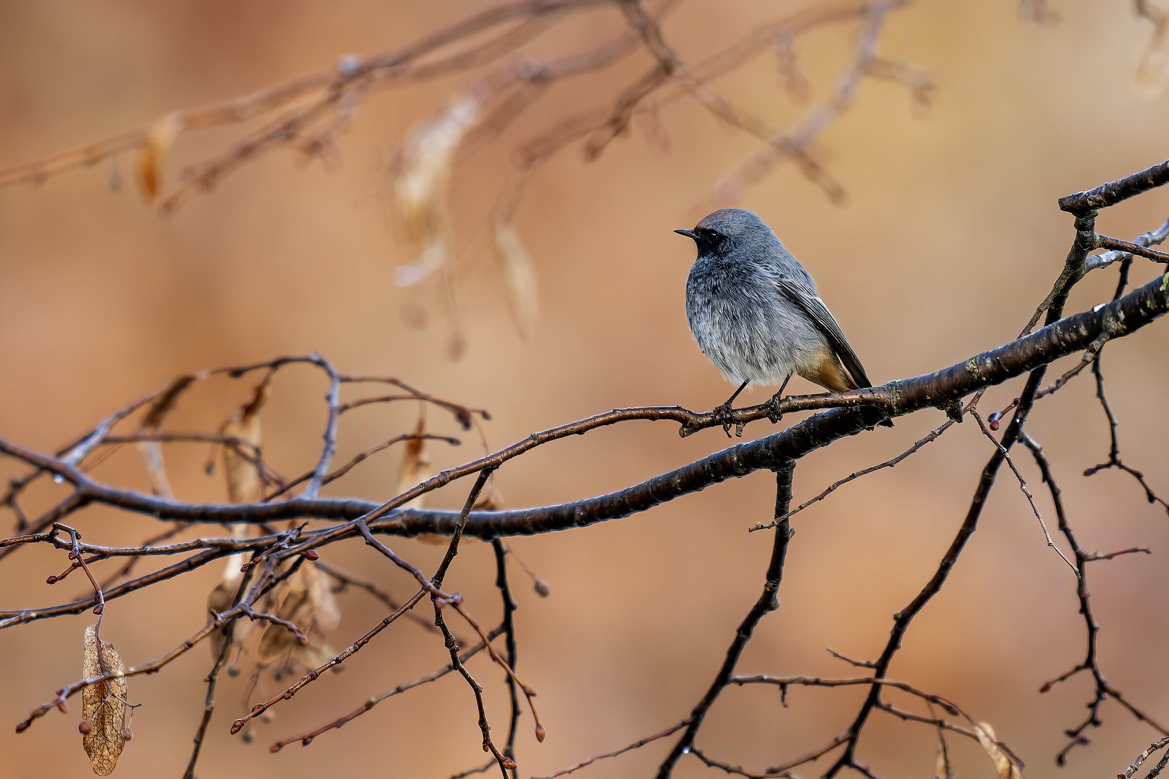 Chimney sweep in the light of dawn