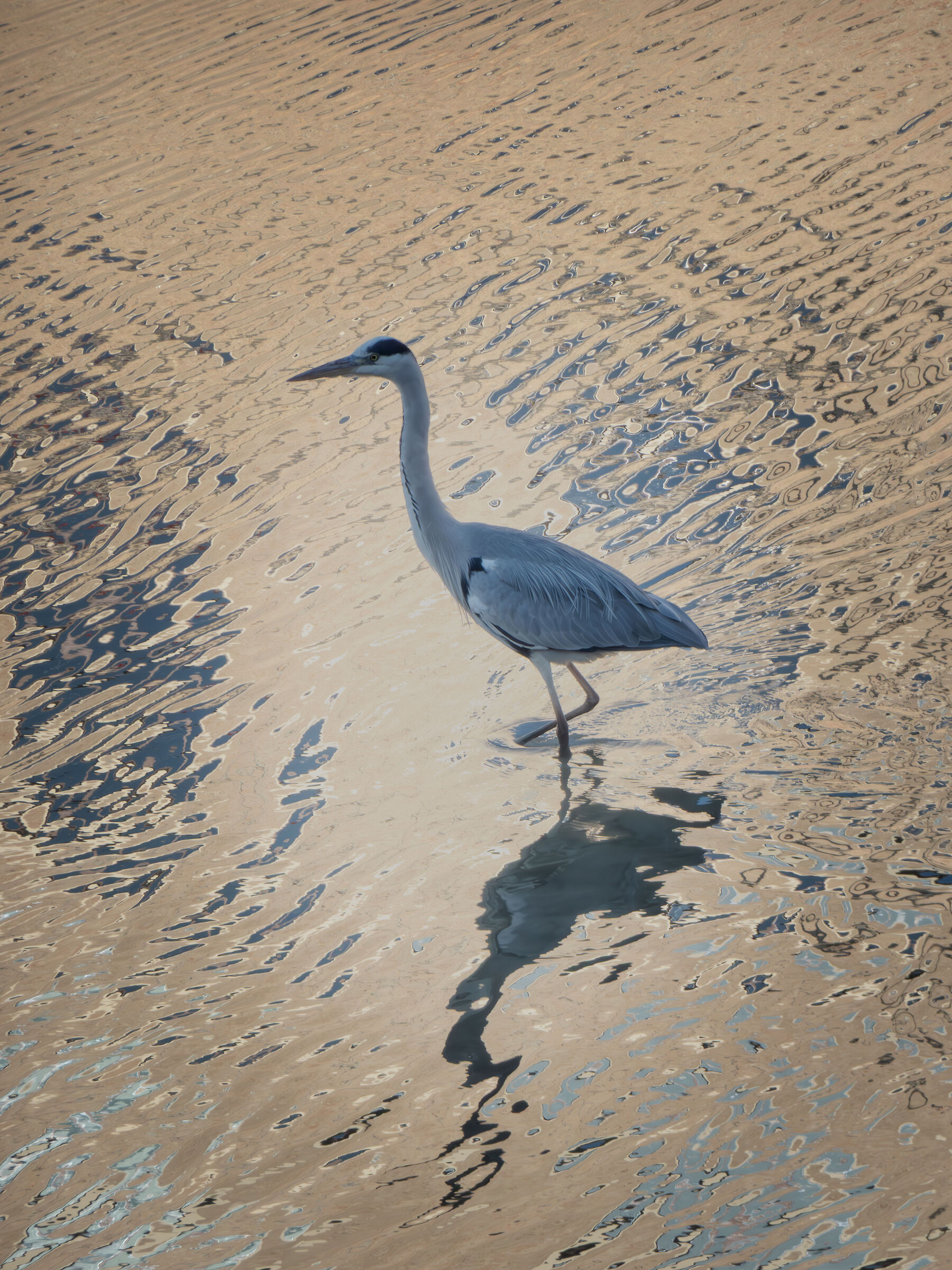 Heron in the river