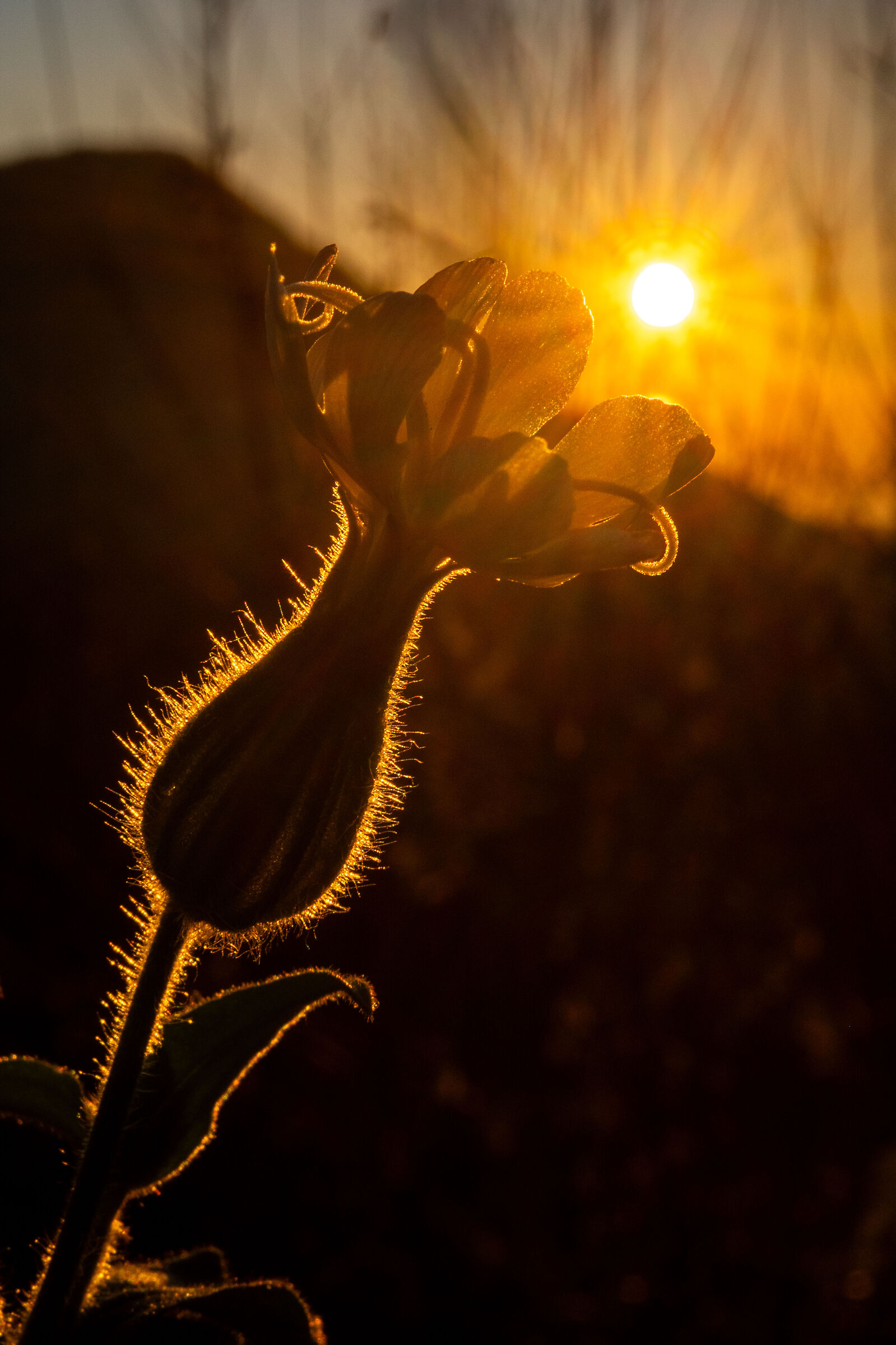Bloom silhouette