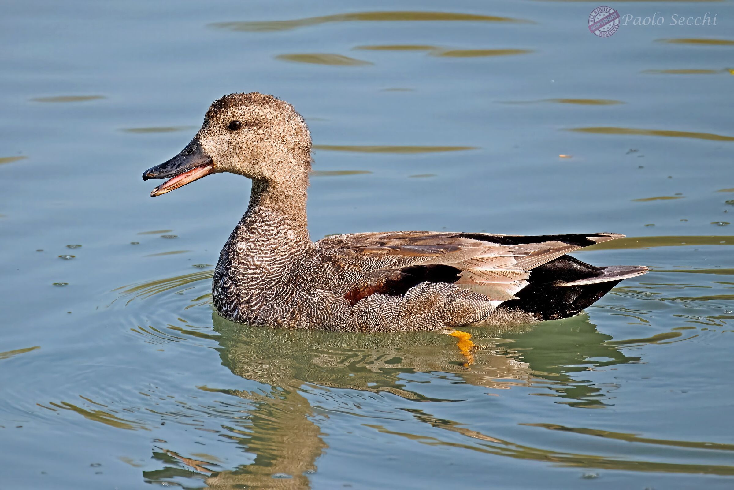The cheerful gadwall