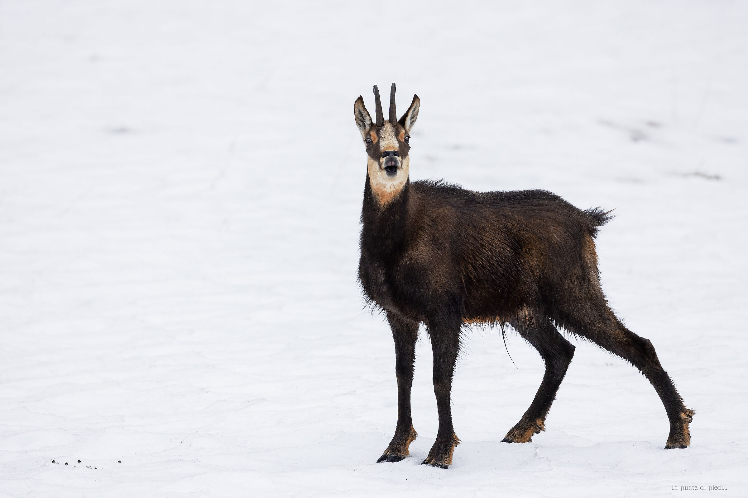 Flehmen - Alpine Chamois -Rupicapra rupicapra