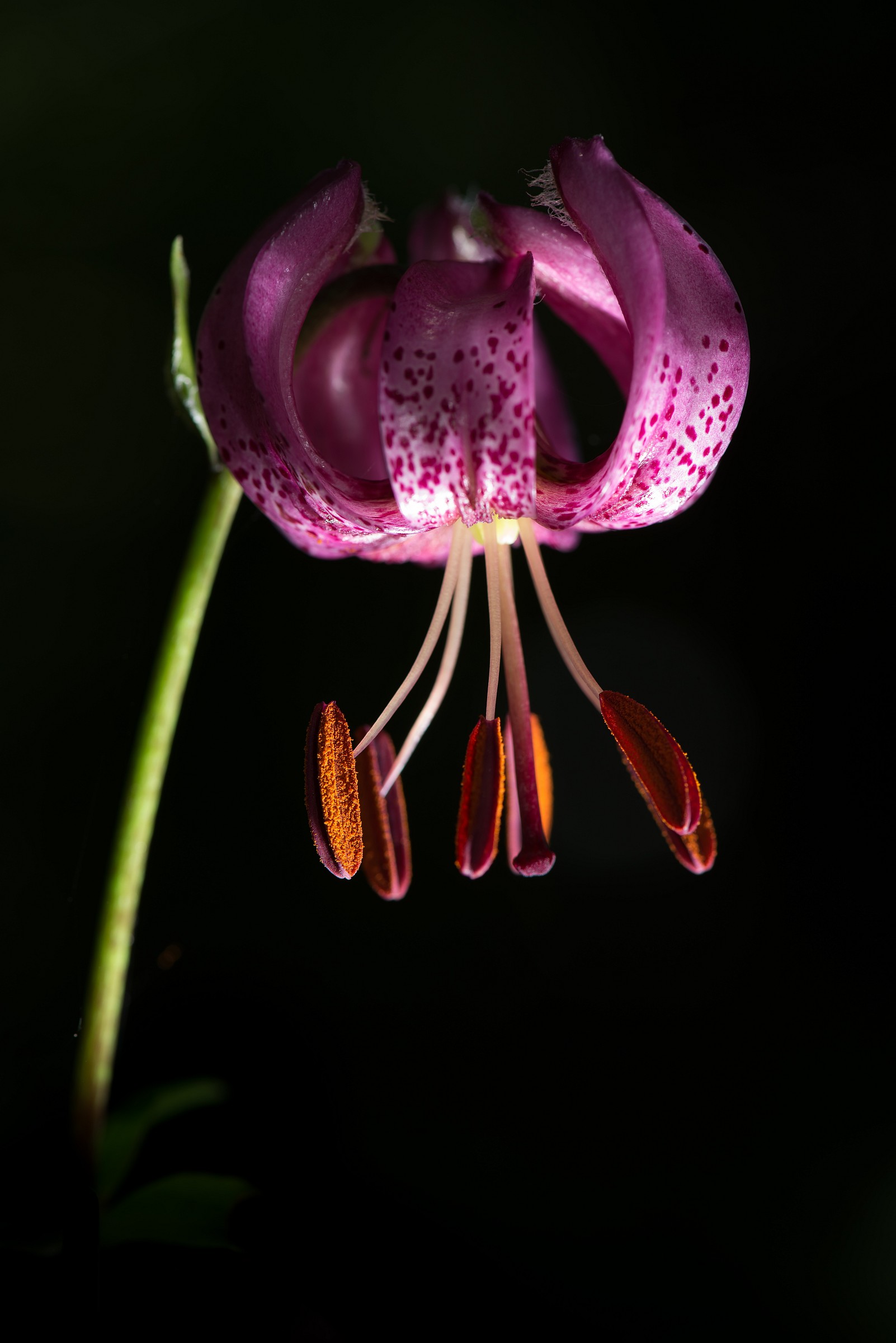 What flower is?! photo taken in ticino Bavona