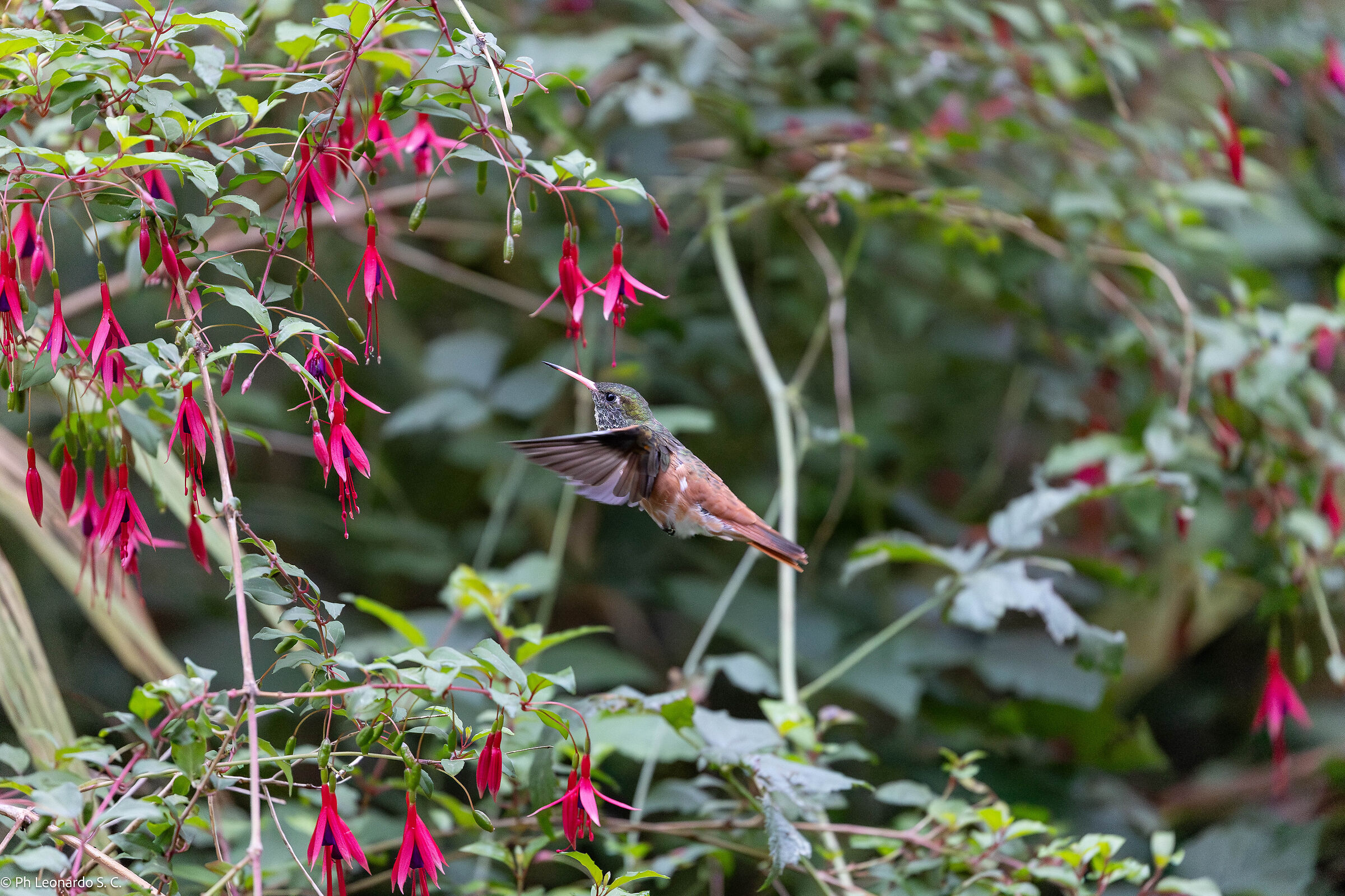 hummingbirds'