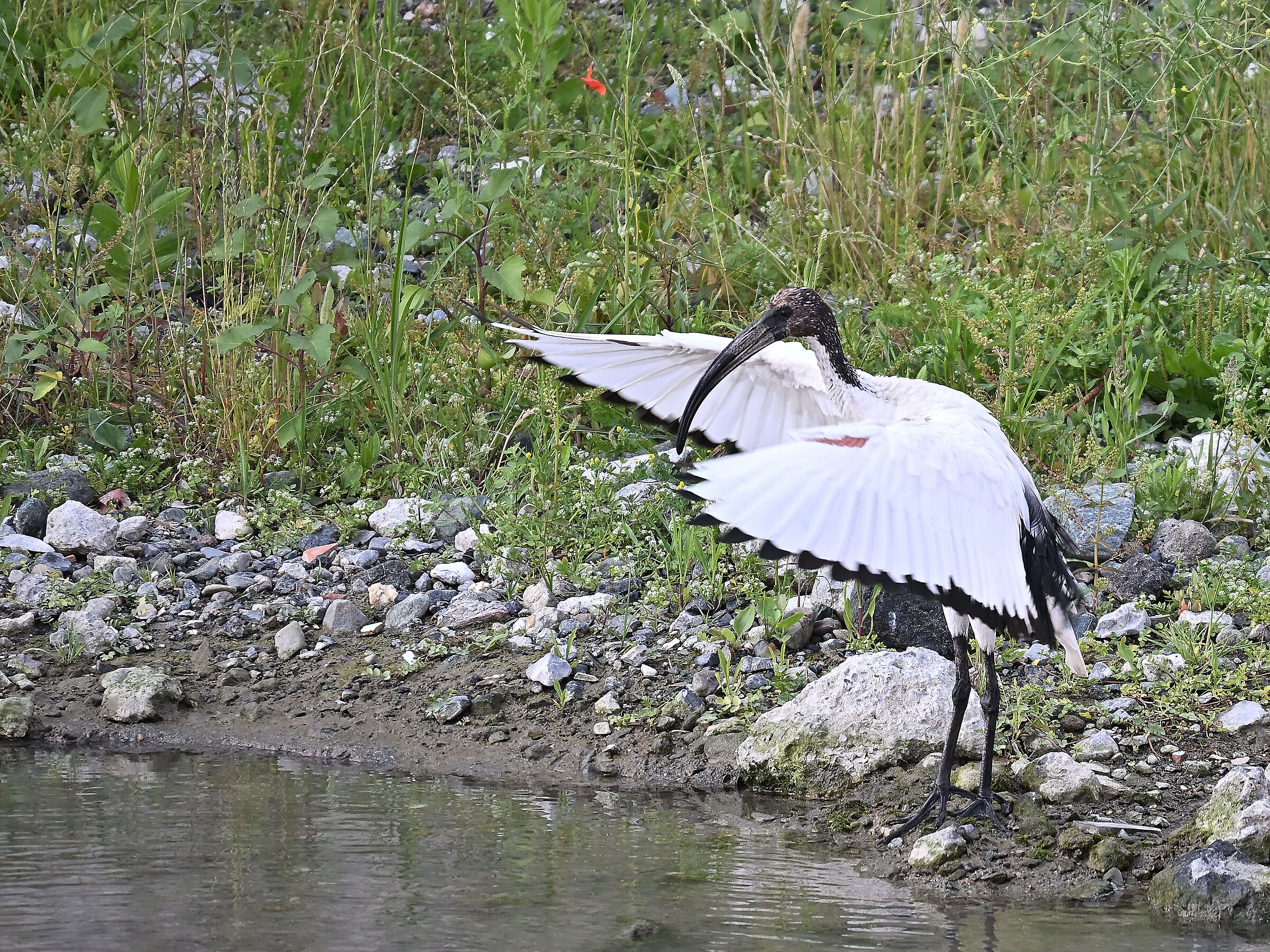 Sacred Ibis