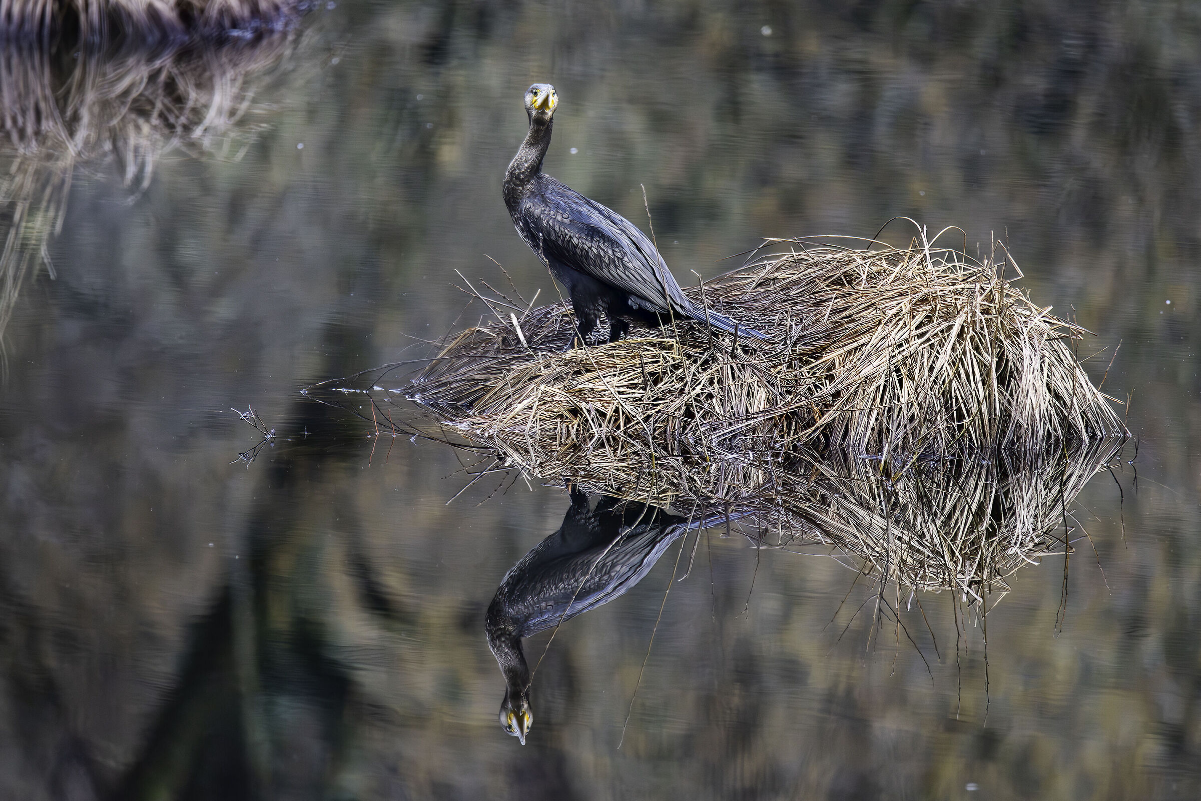 Mirrored cormorant