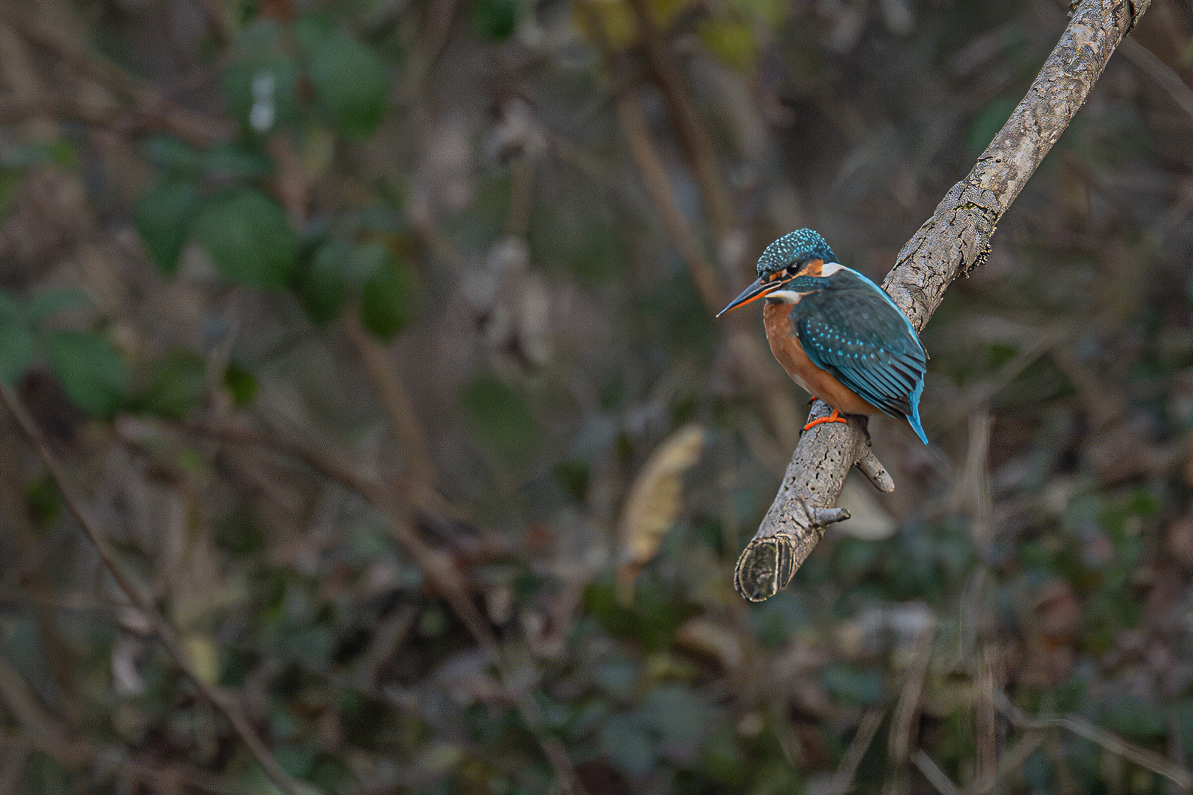 Kingfisher