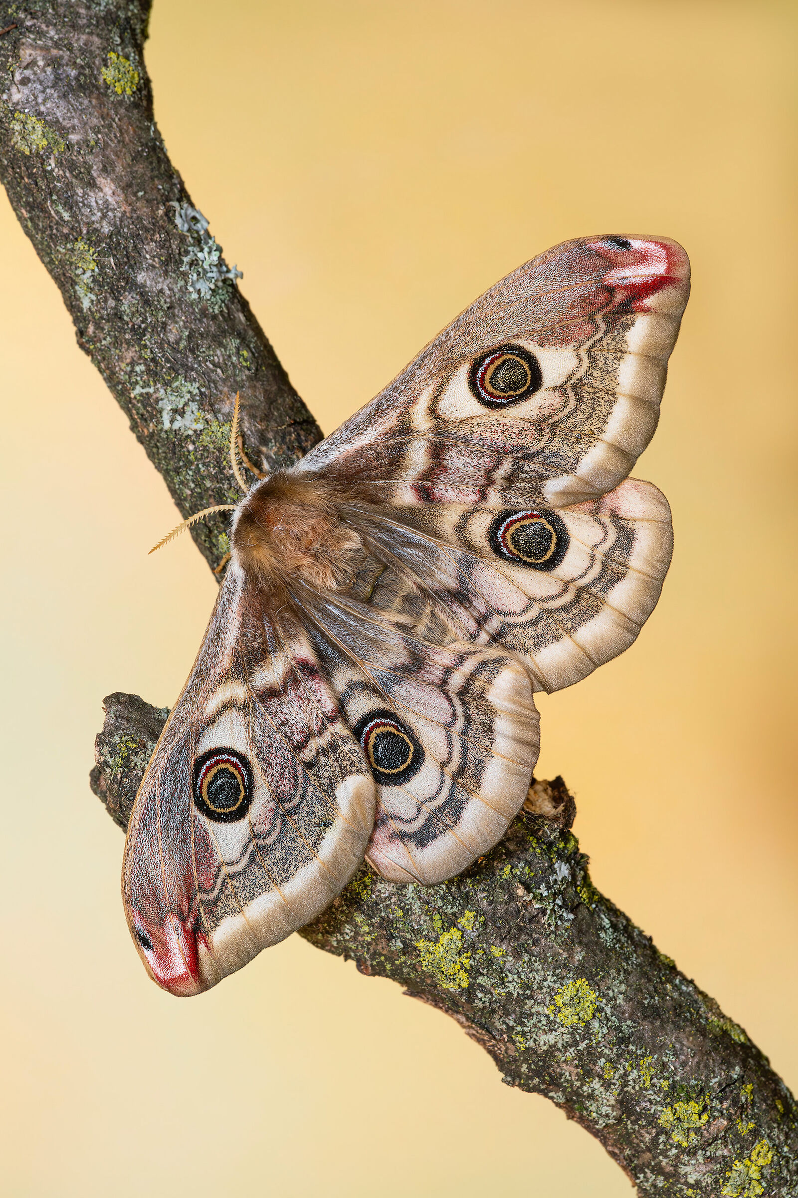 Saturnia pavoniella