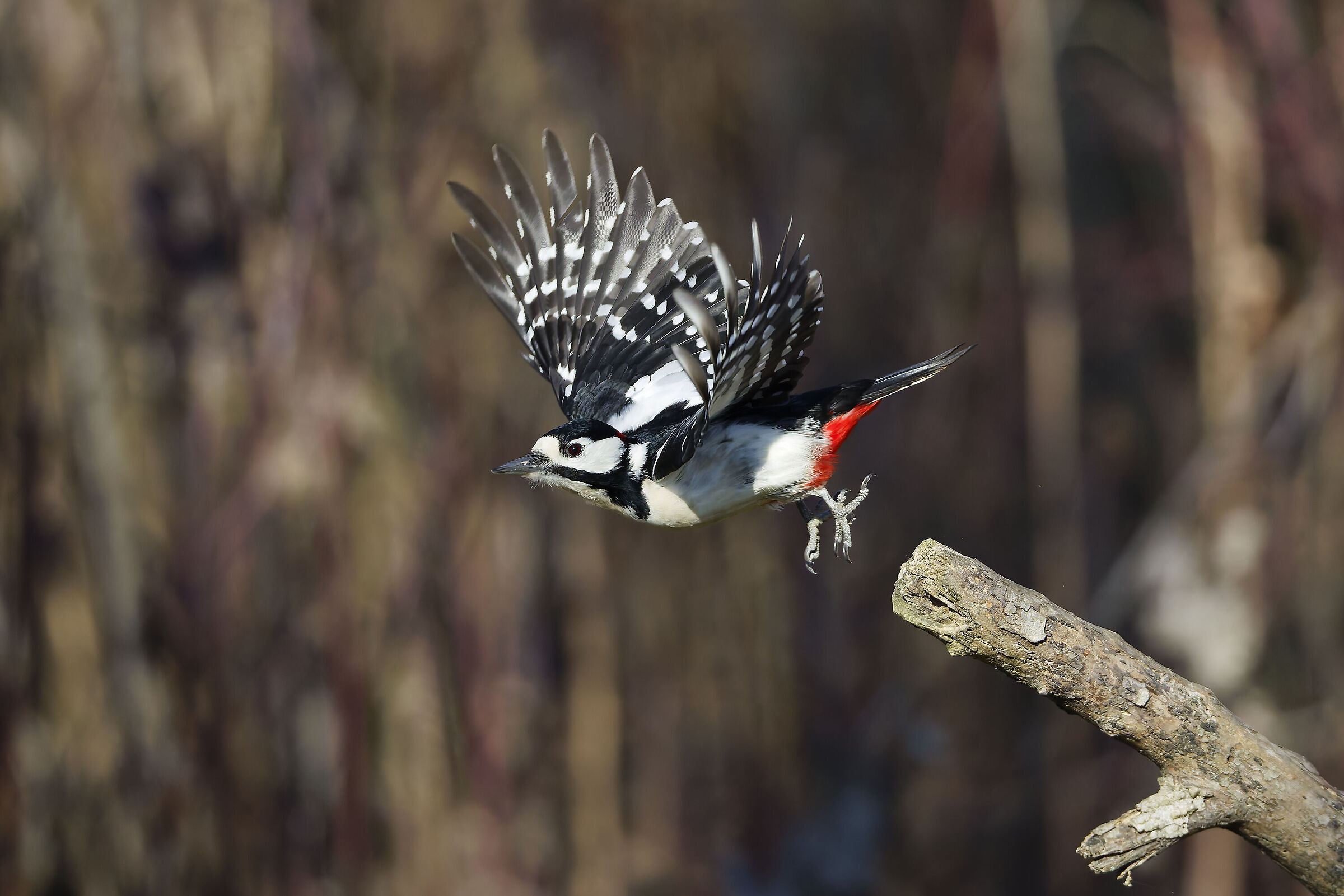 Great Spotted Woodpecker