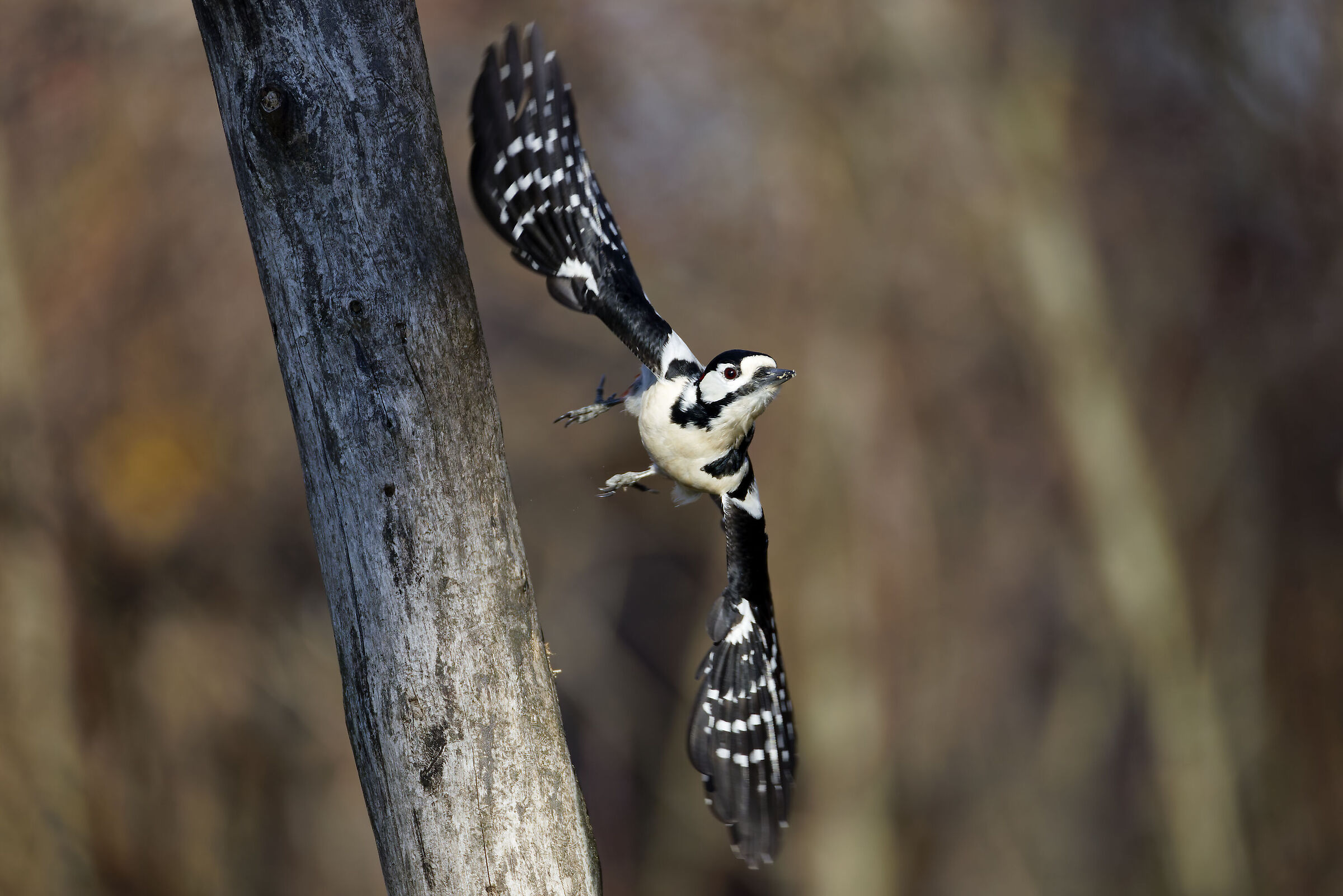 Great Spotted Woodpecker