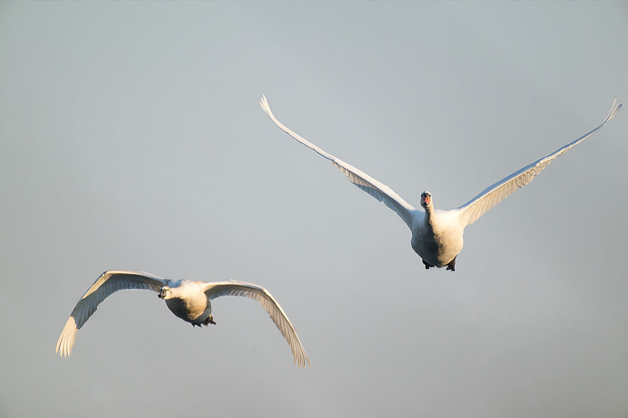 cigno reale in volo con prole