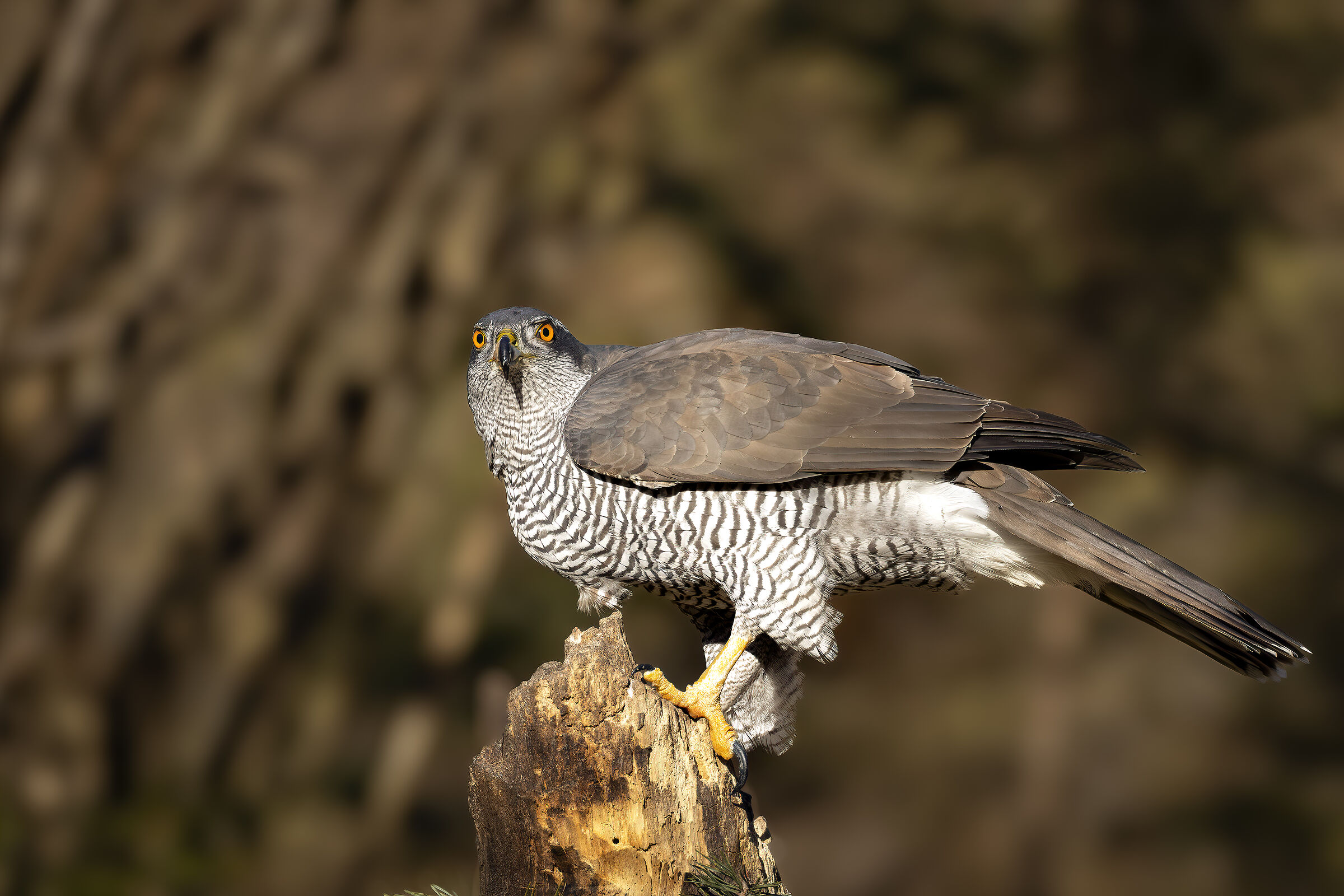 Goshawk
