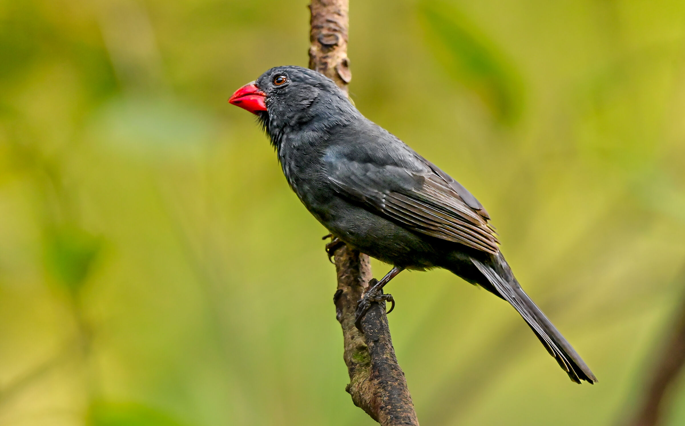 Il beccogrosso gola nera