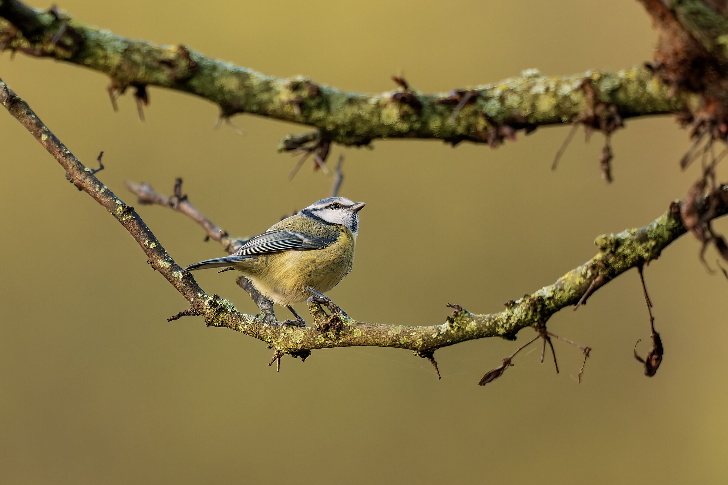 Cyanistes caeruleus