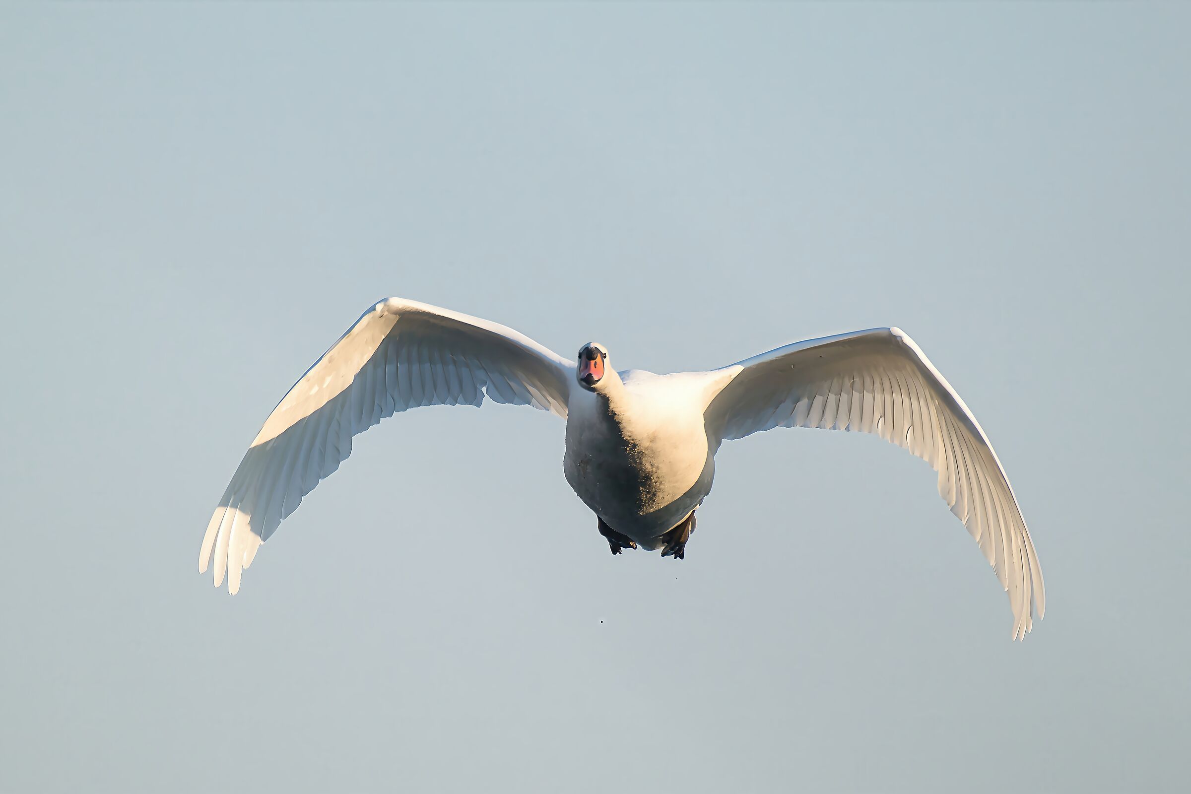 Cigno reale selvatico in volo