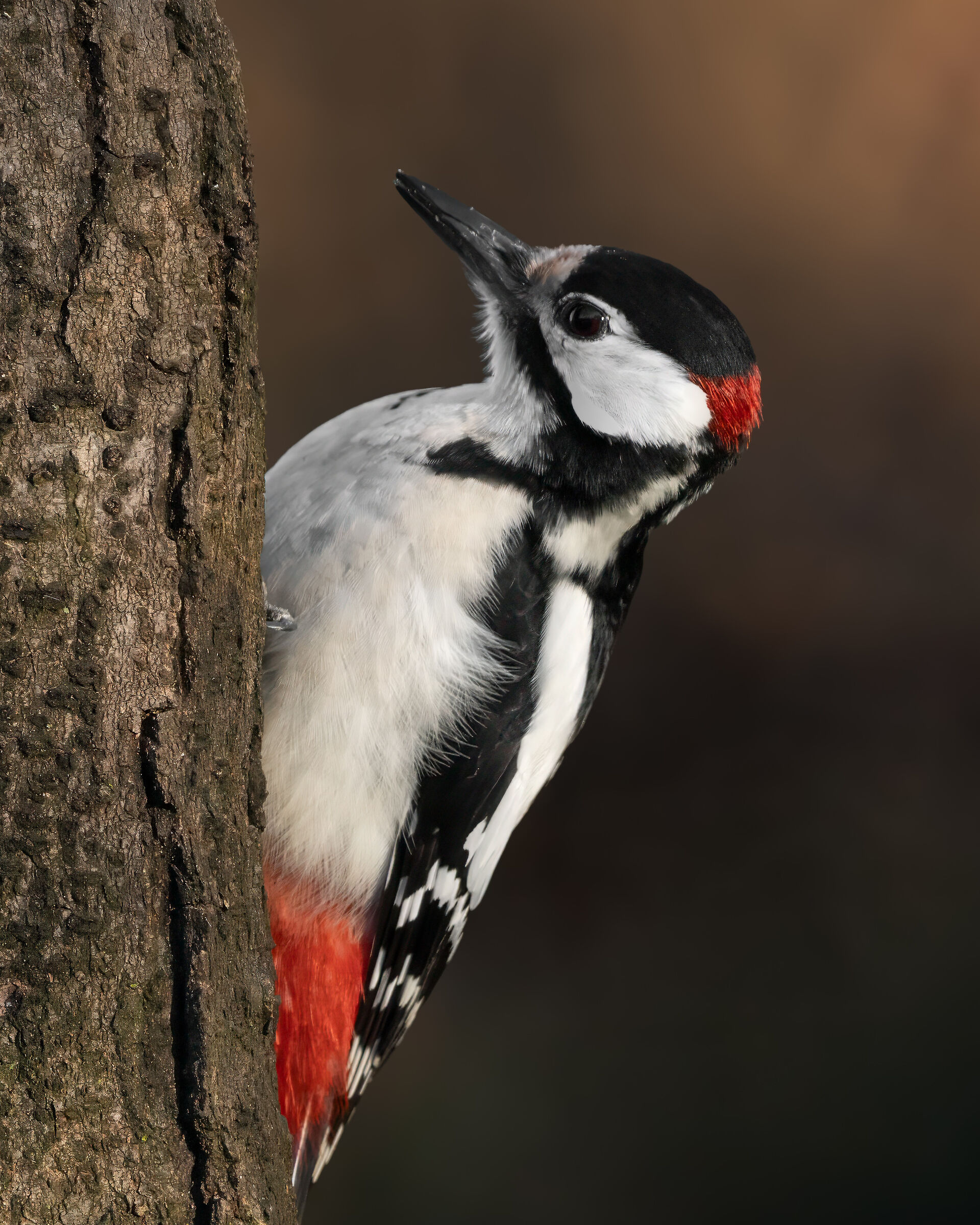 Great Spotted Woodpecker (Mirco)