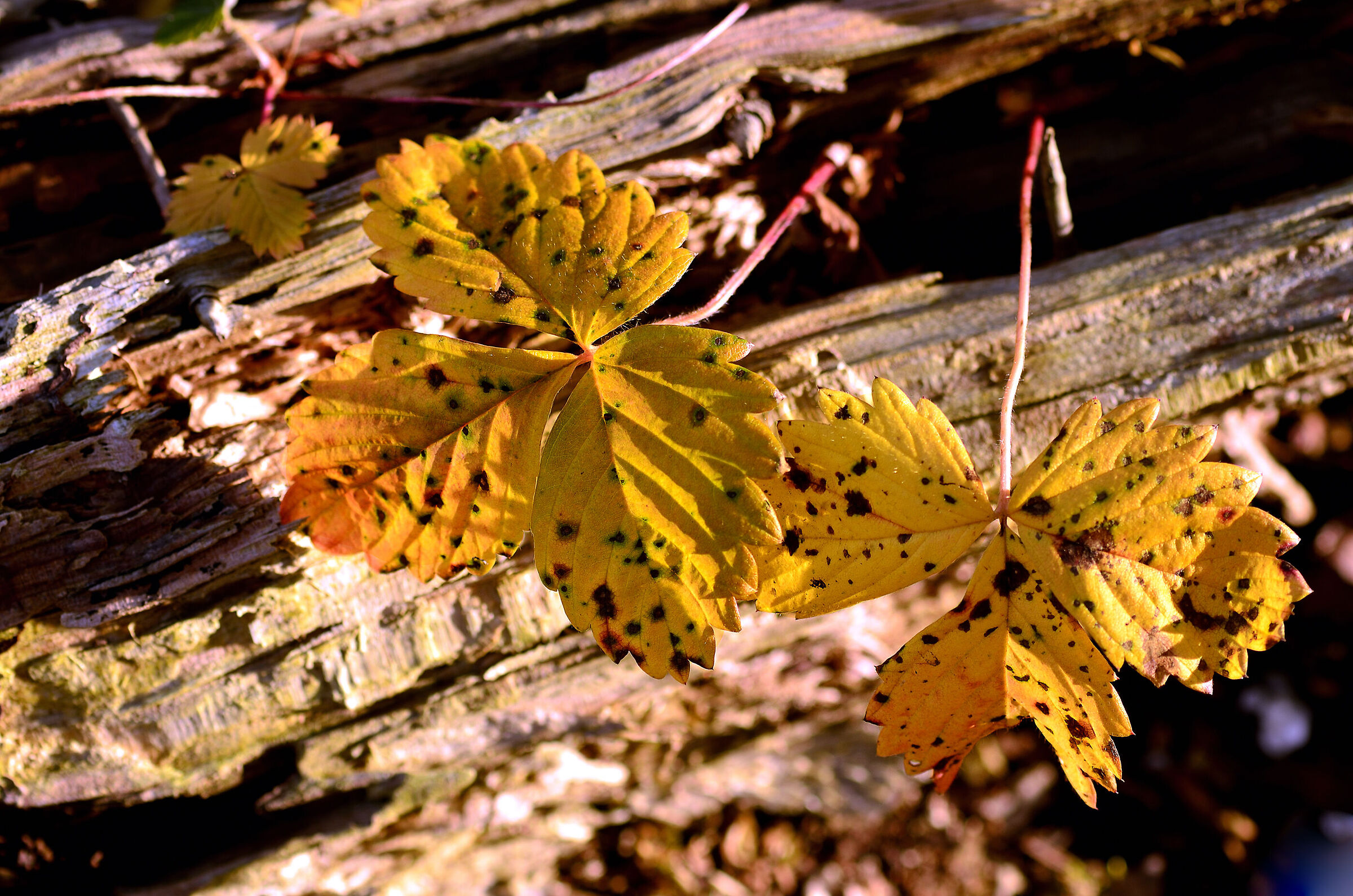 Tra le pieghe di un tronco in decomposizione