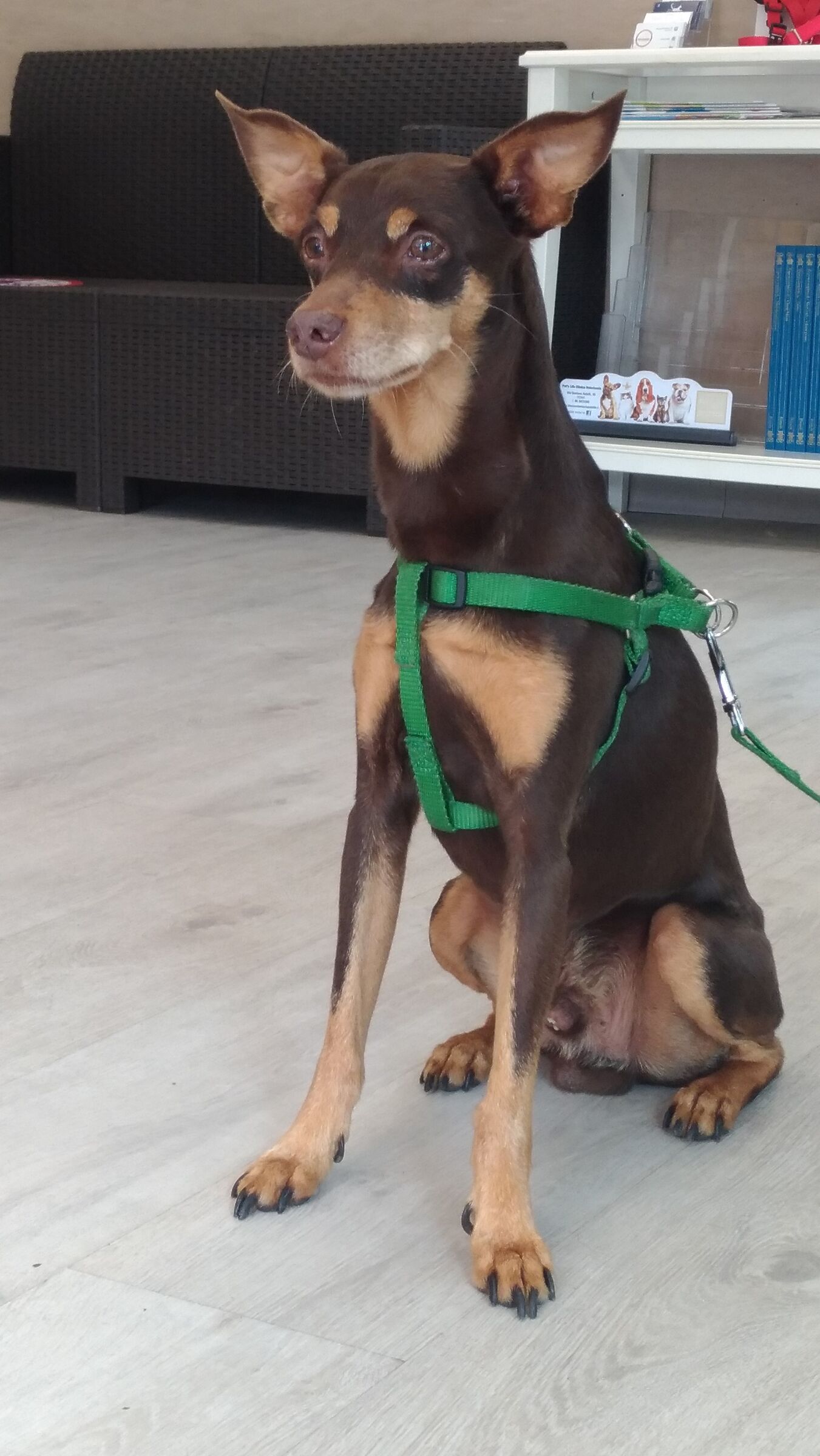 dog