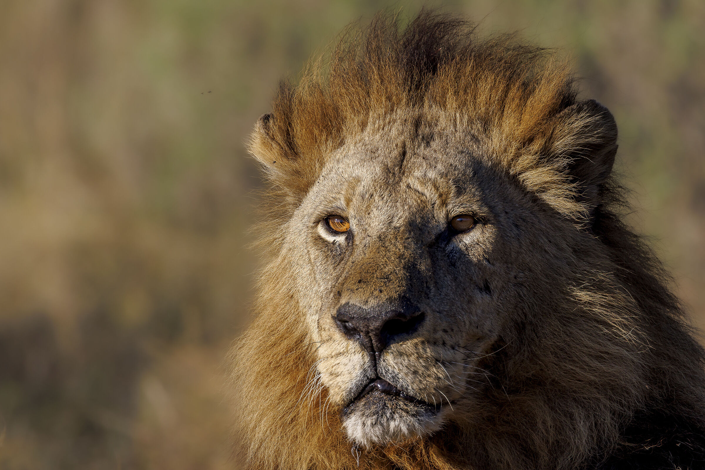 Portrait of a lion at sunrise