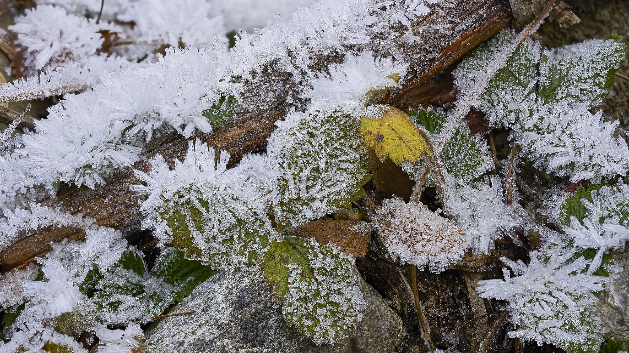 Christmas decorations