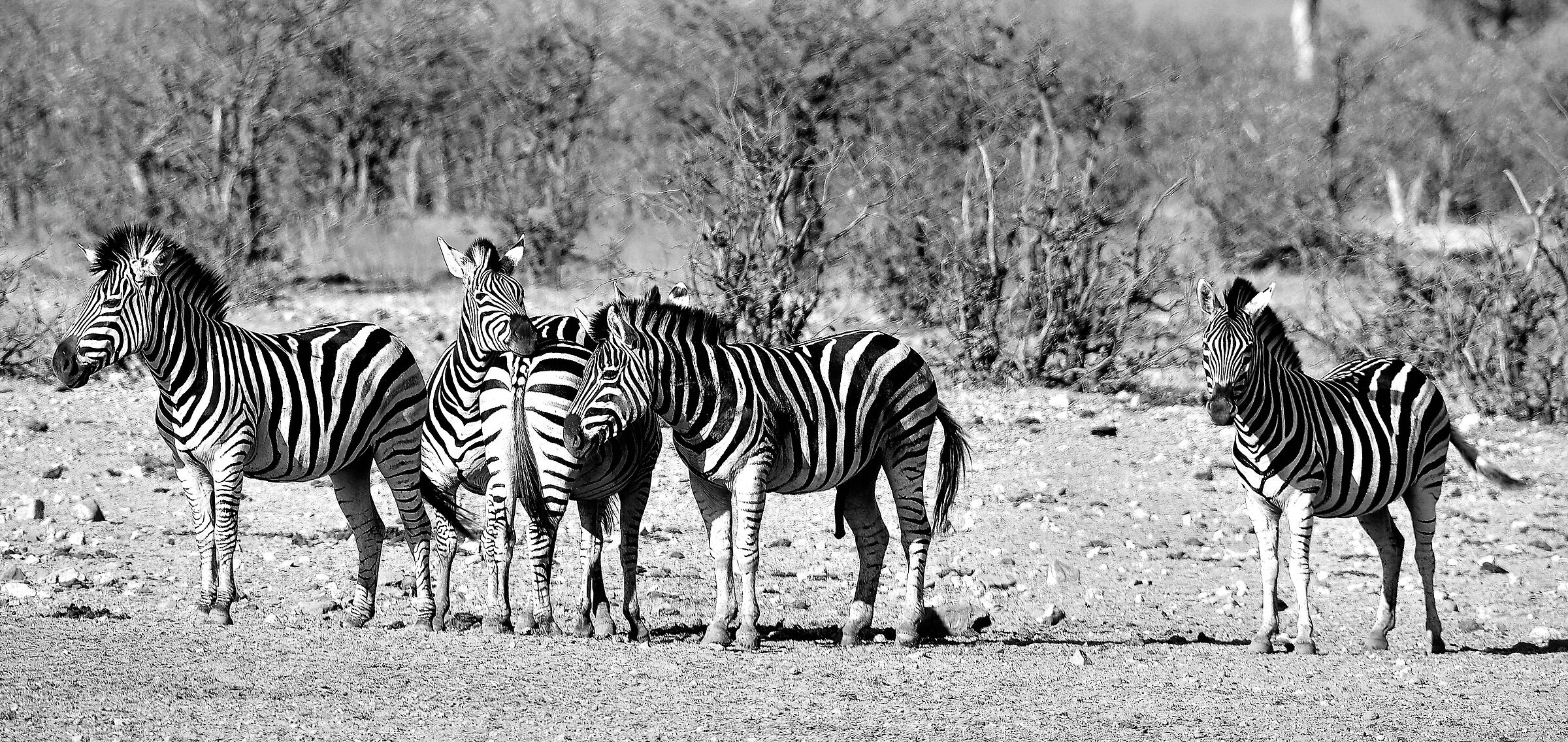 zebre in BW