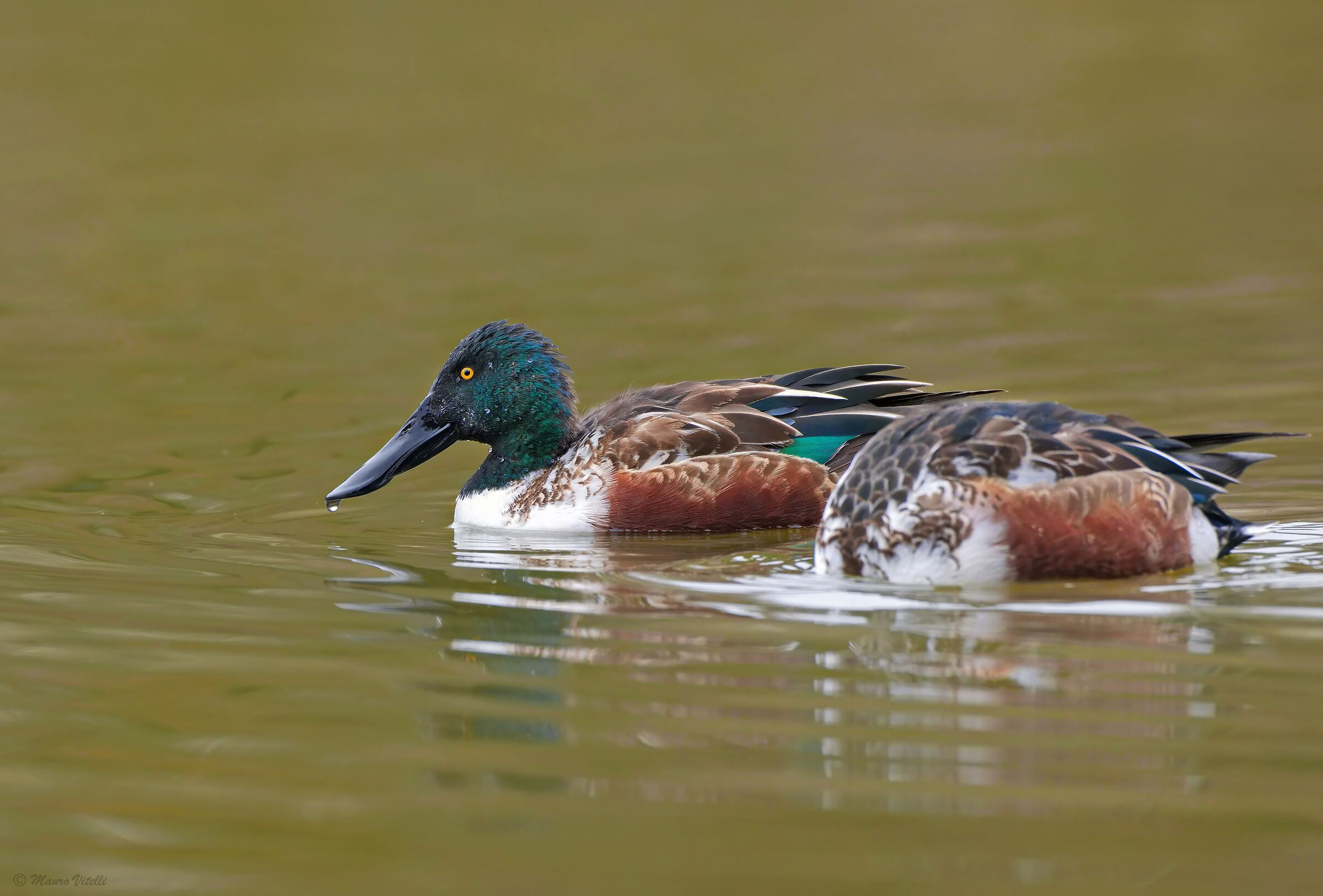 Shoveler (Spatula clypeata)