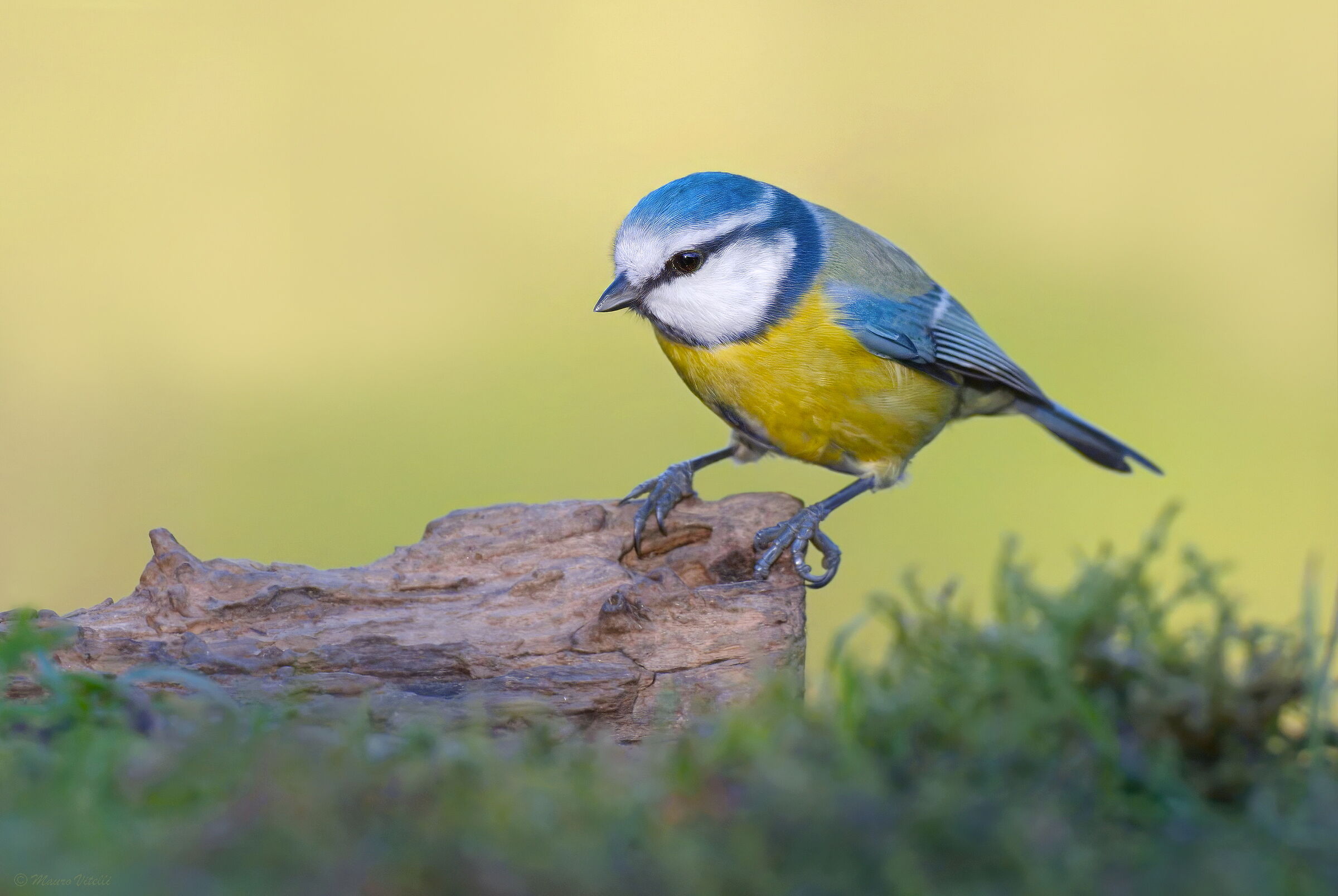 Blue (Cyanistes caeruleus)