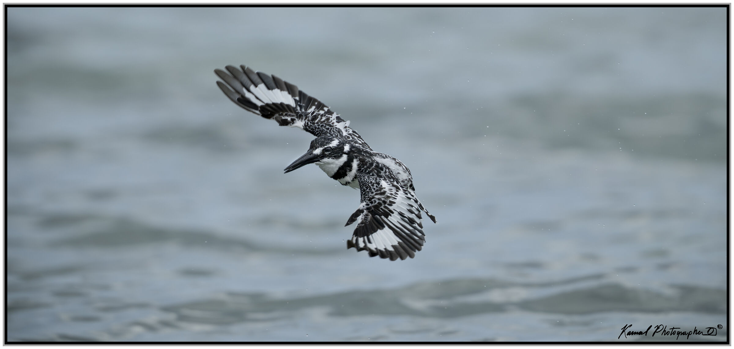 Pied kingfisher (Ceryle rudis)