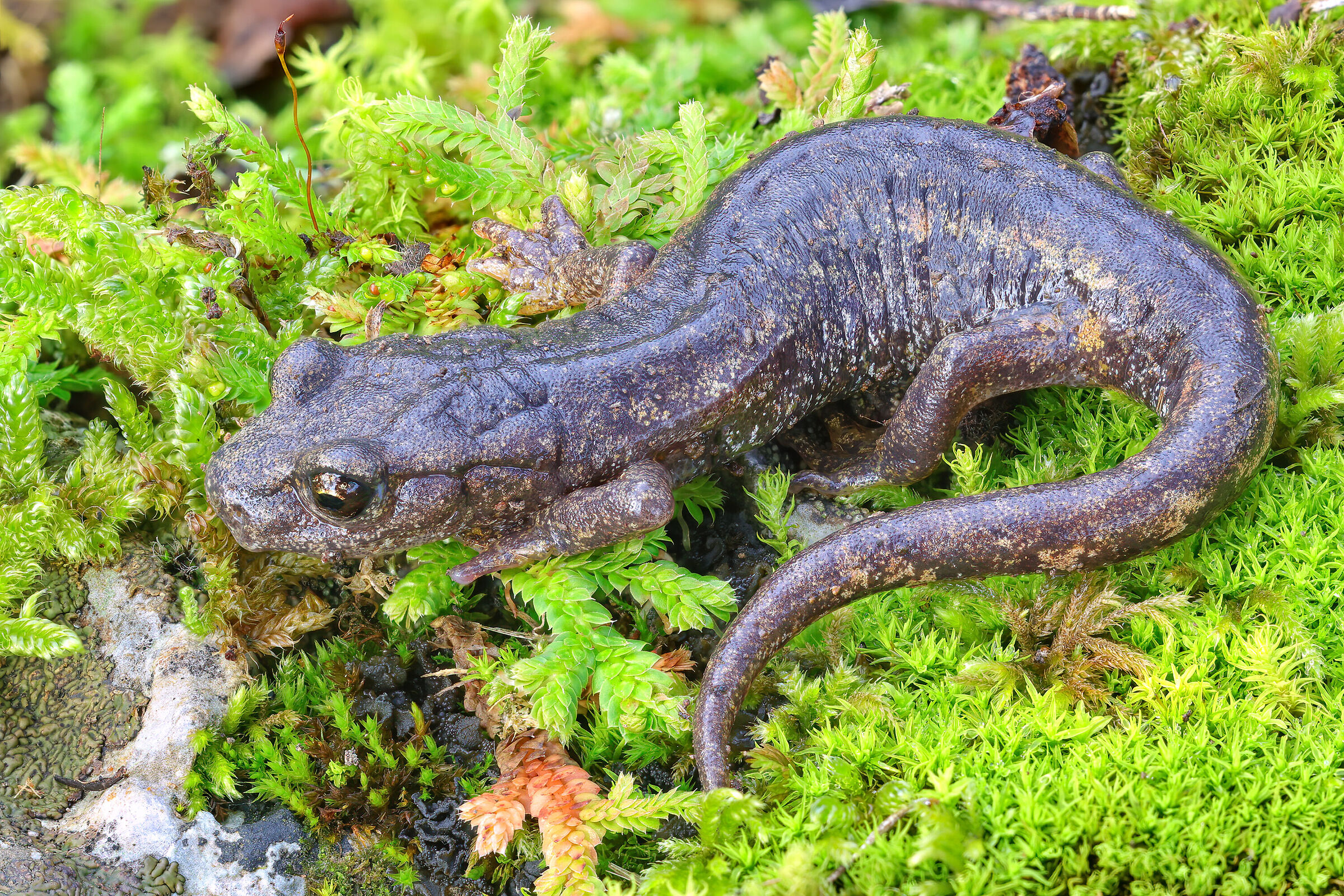 Speleomantes ambrosii