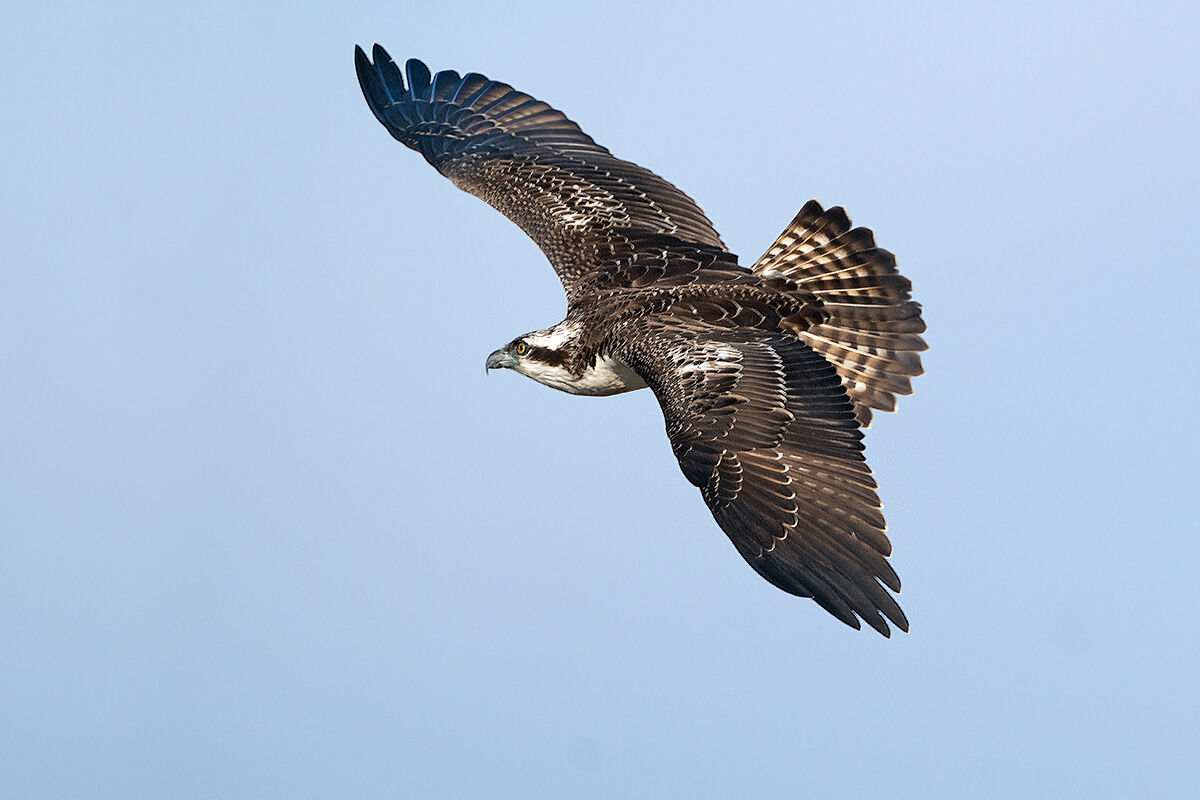 Osprey juv.