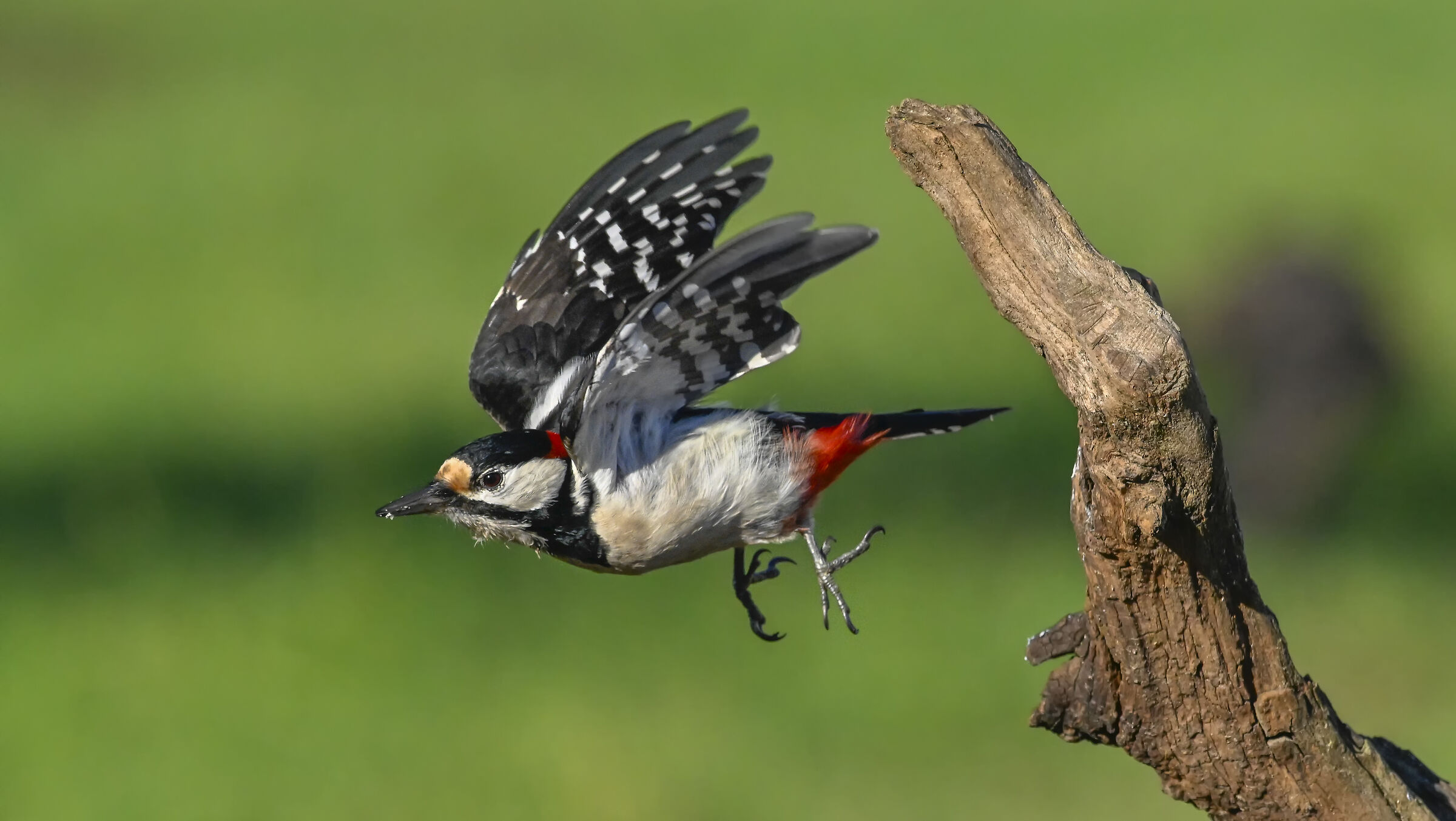 Spotted woodpecker #capannocora