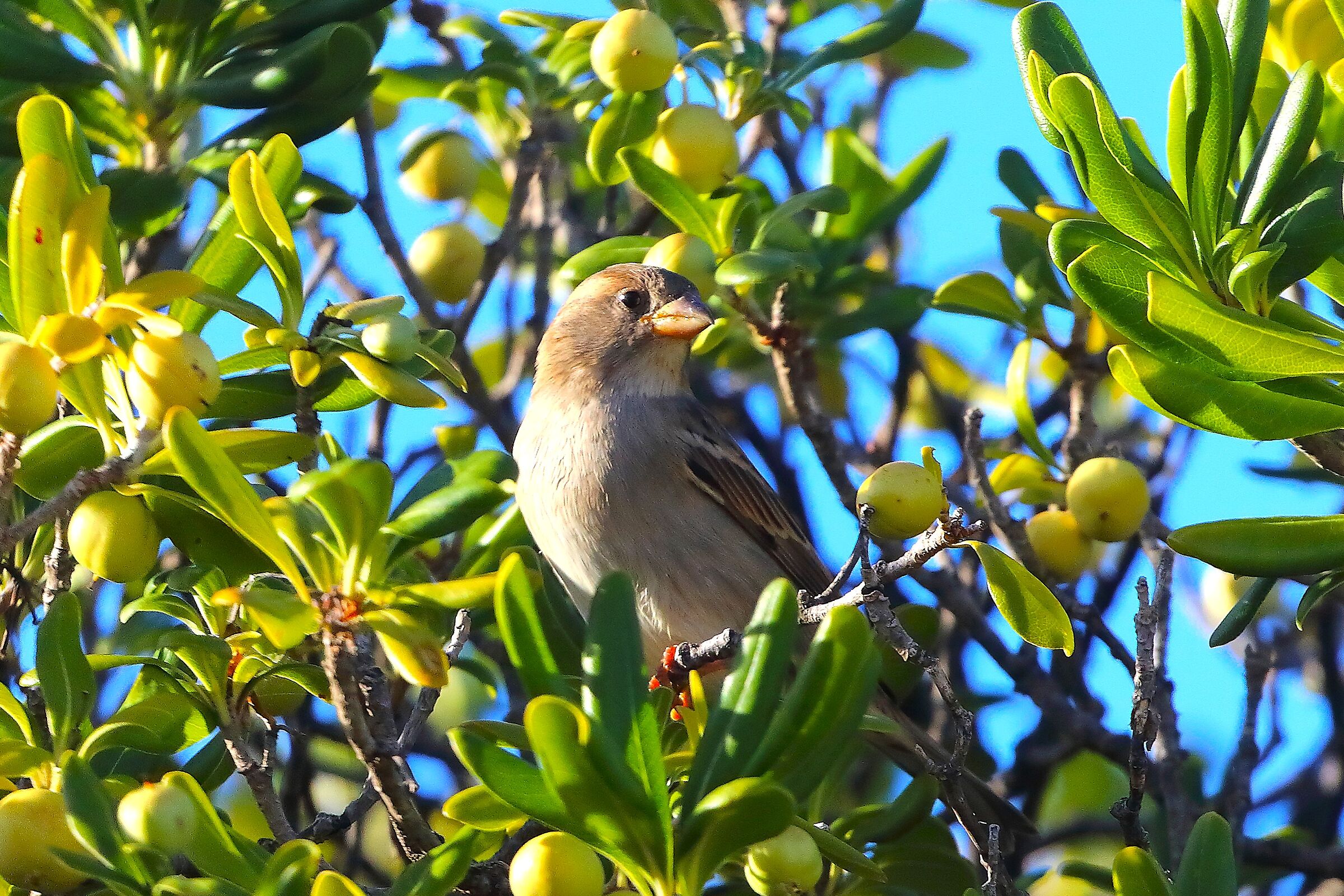 Passero 06 ottobre 2025 - 0348