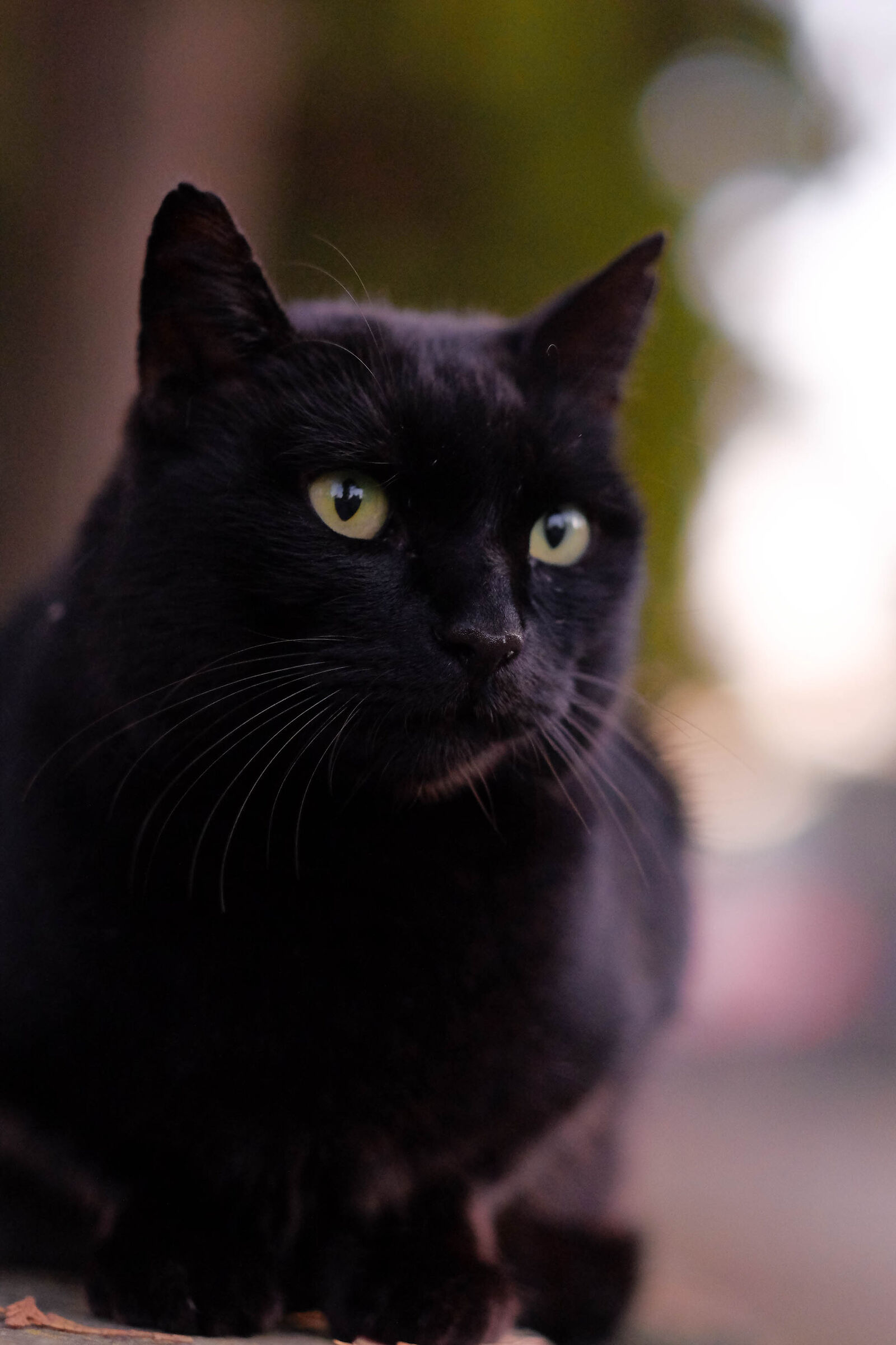 Gatto nero di Monumentale