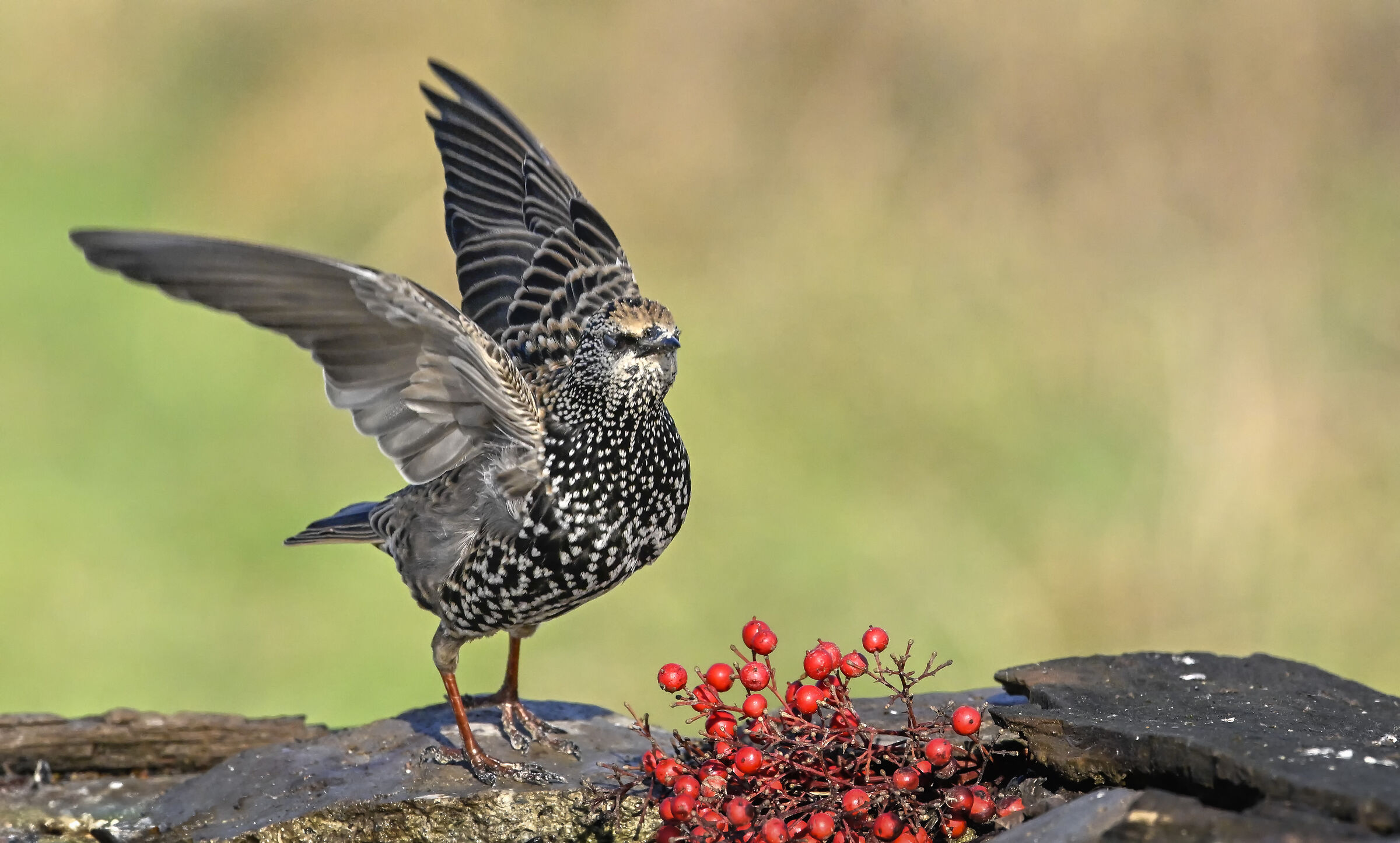 Starling