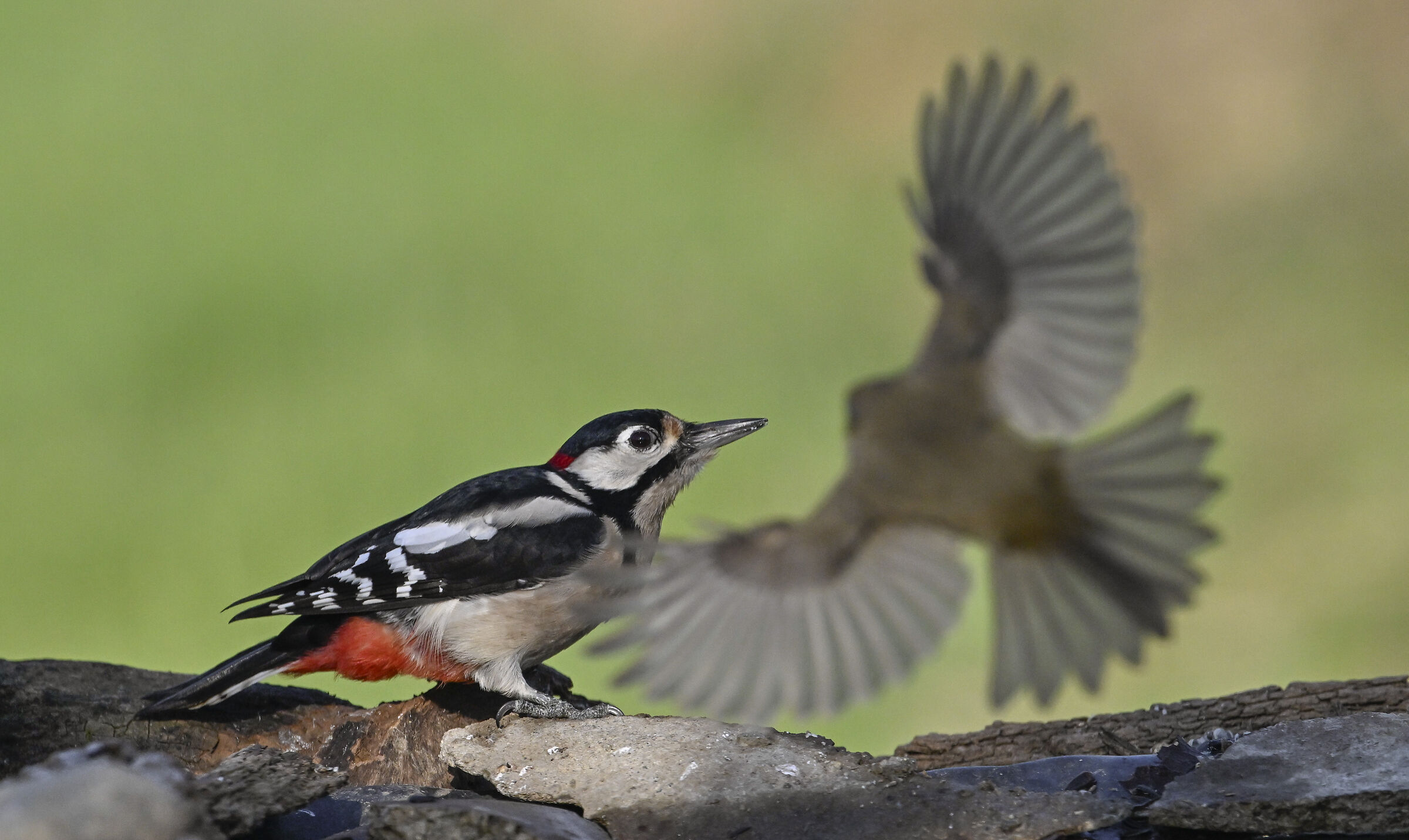 Spotted woodpecker #capannocora