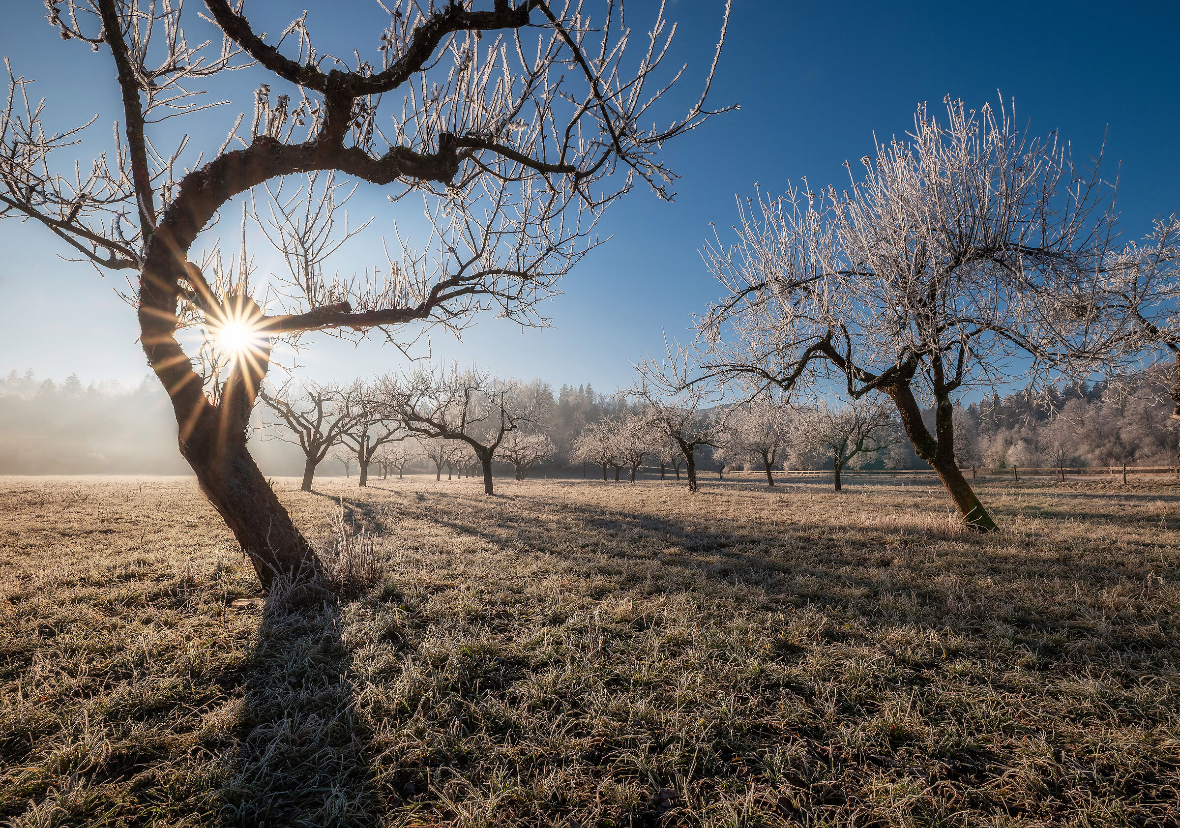 Alberi contorti