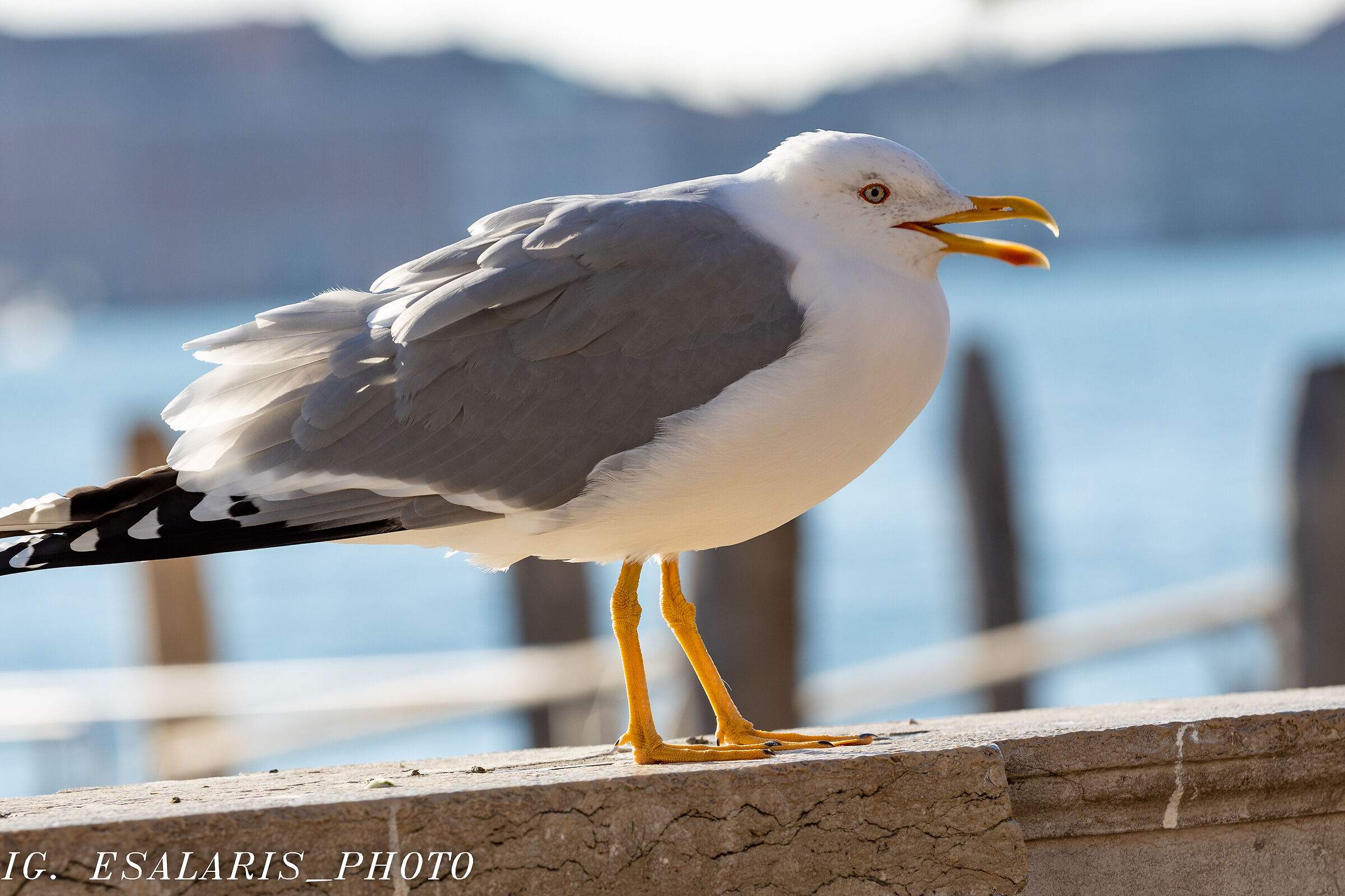 THE VENETIAN SEAGULL