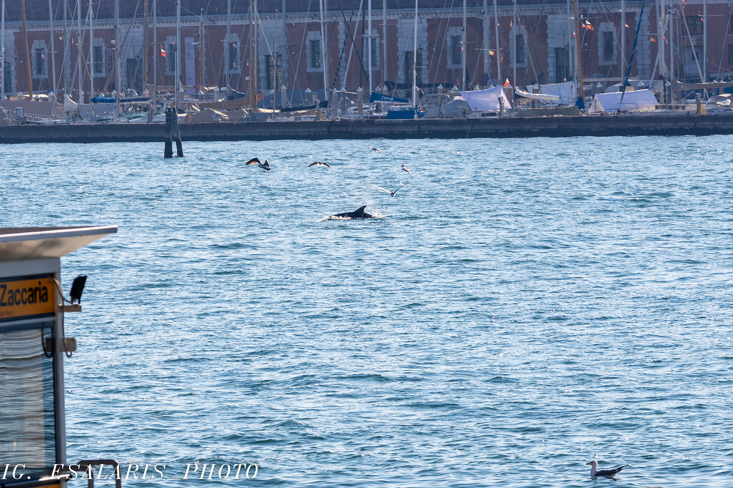 THE VENETIAN DOLPHIN "MIMMO"