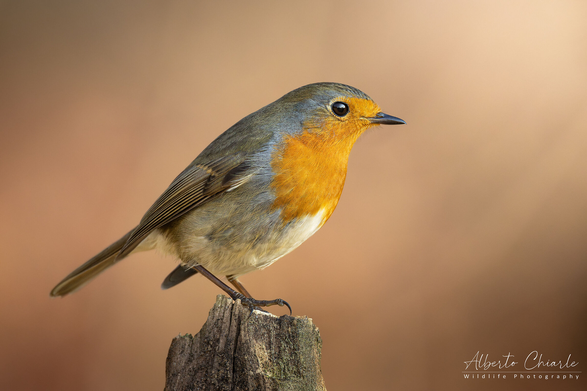 Robin