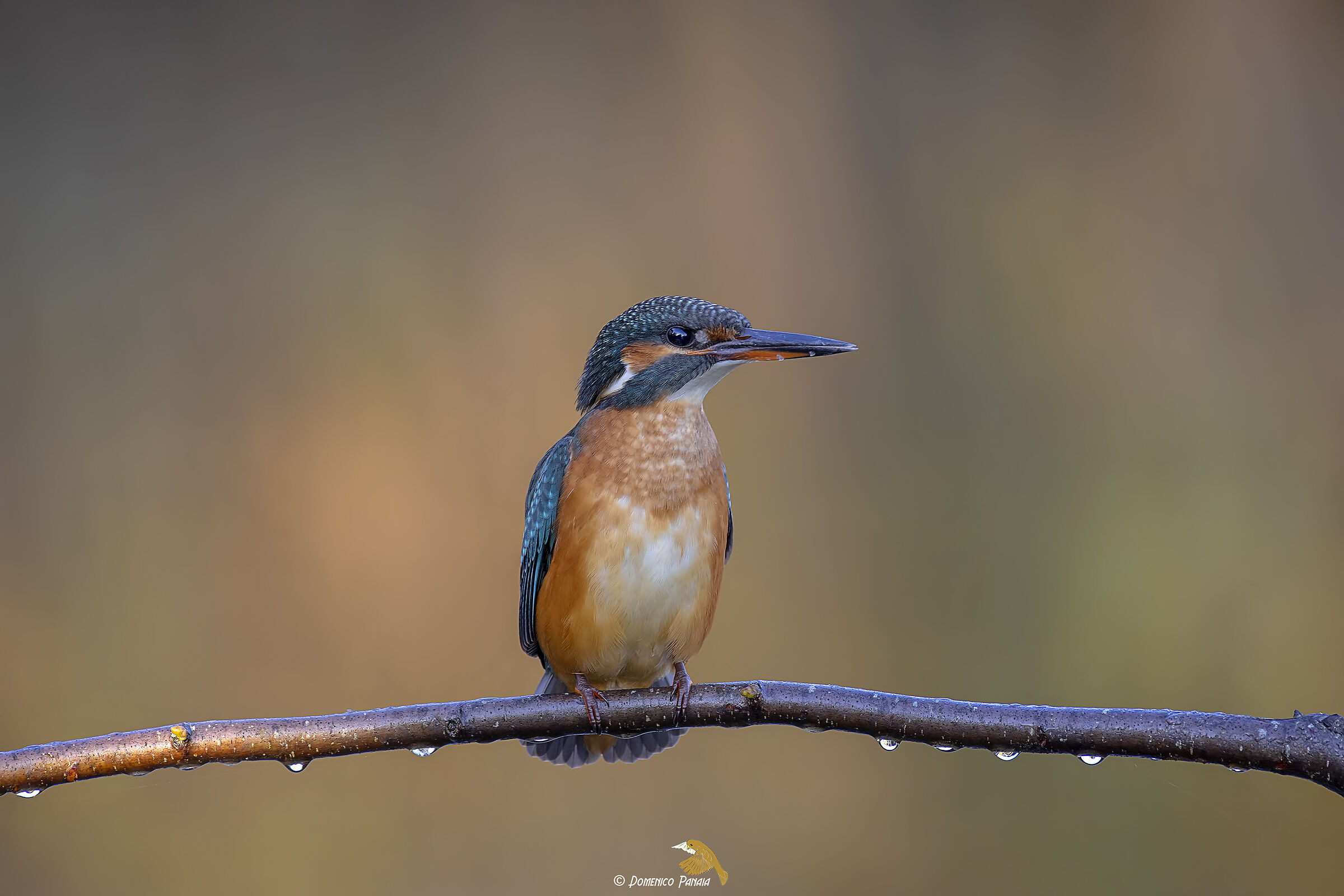 Kingfisher