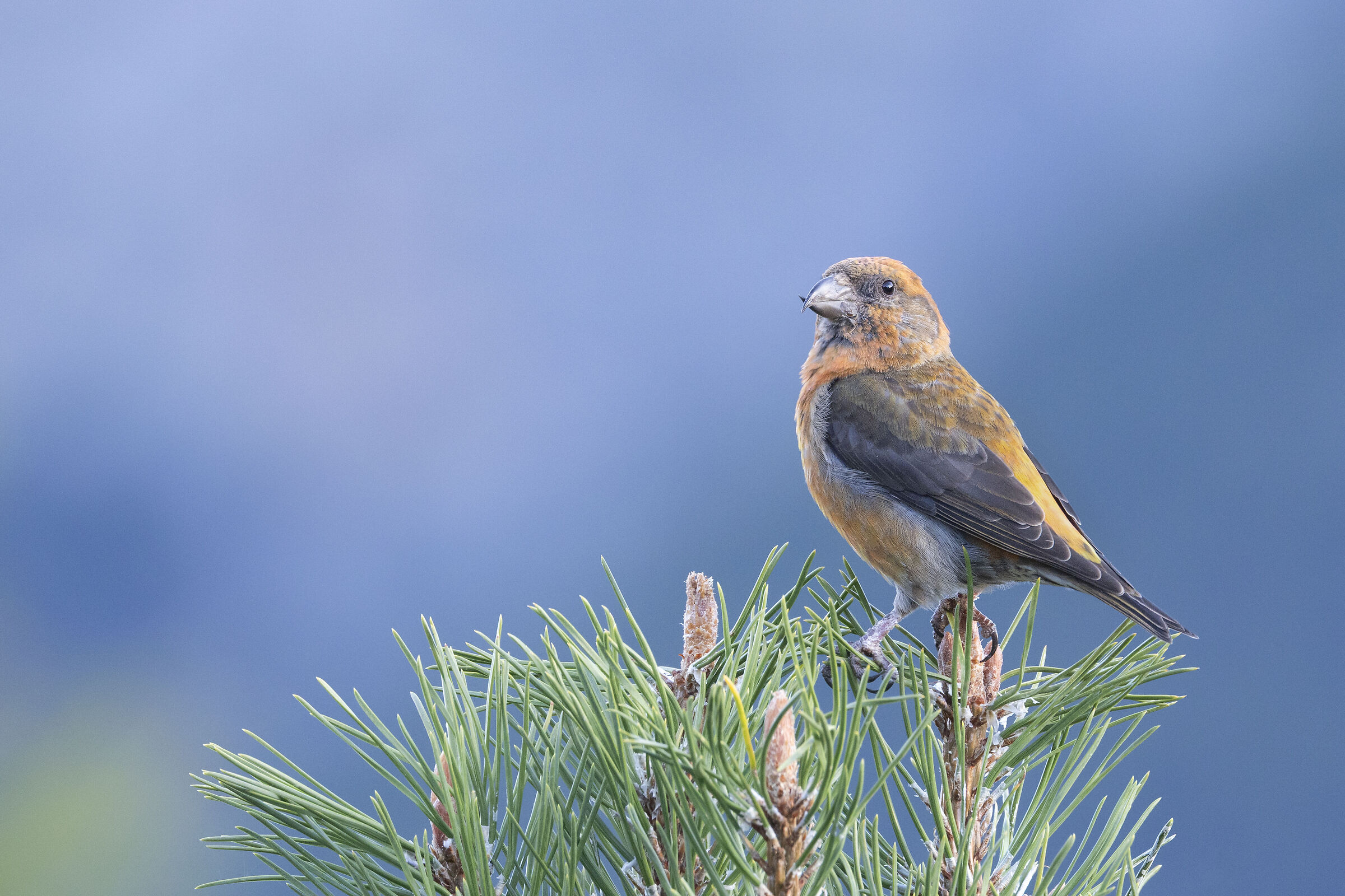 Male Cross Bars