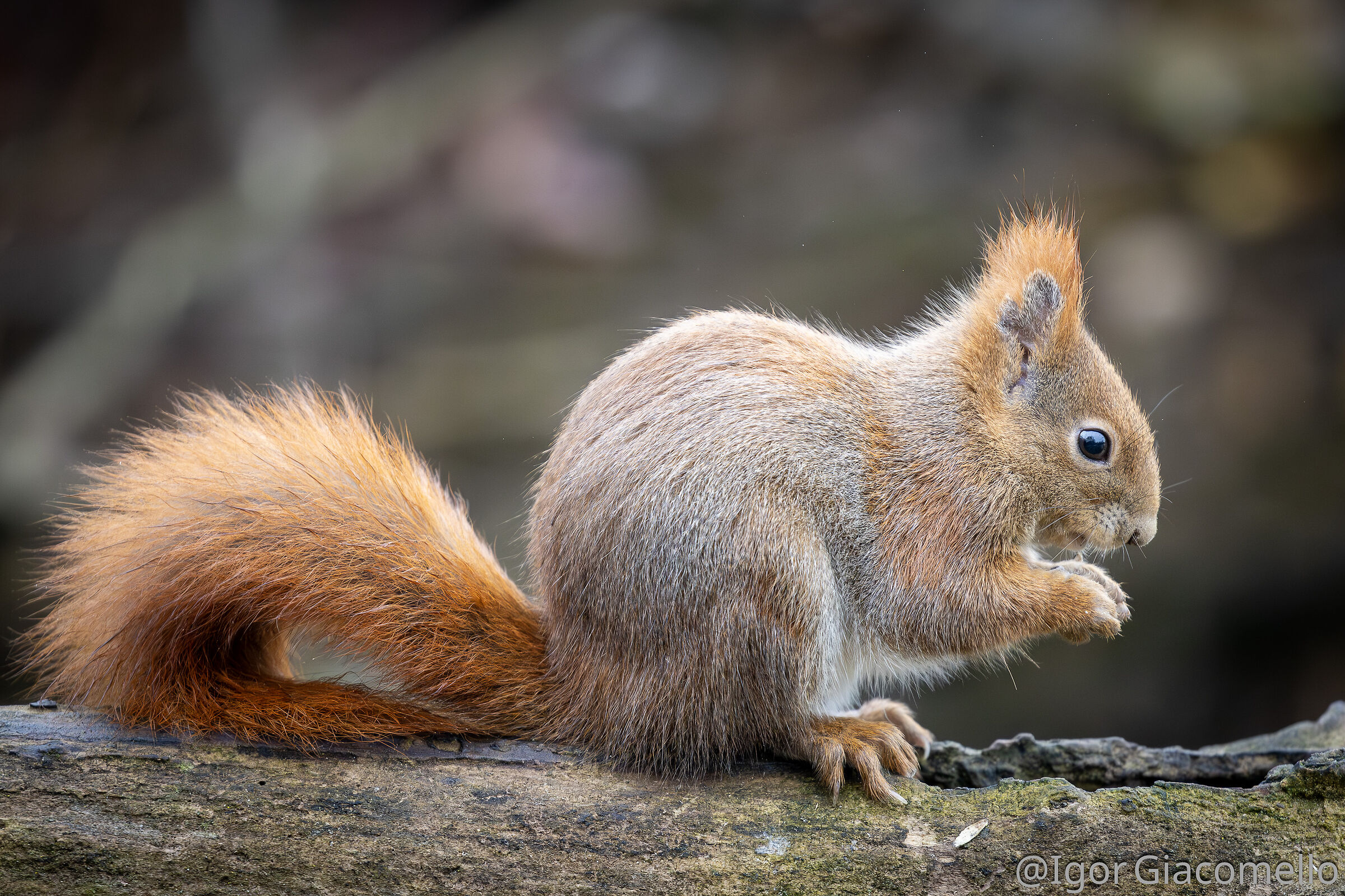 Squirrel 2